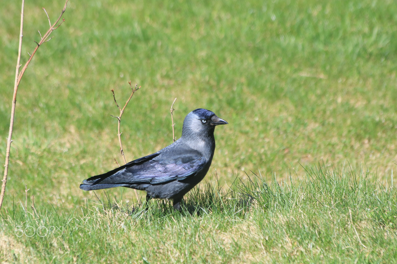Canon EOS 760D (EOS Rebel T6s / EOS 8000D) sample photo. Img photography