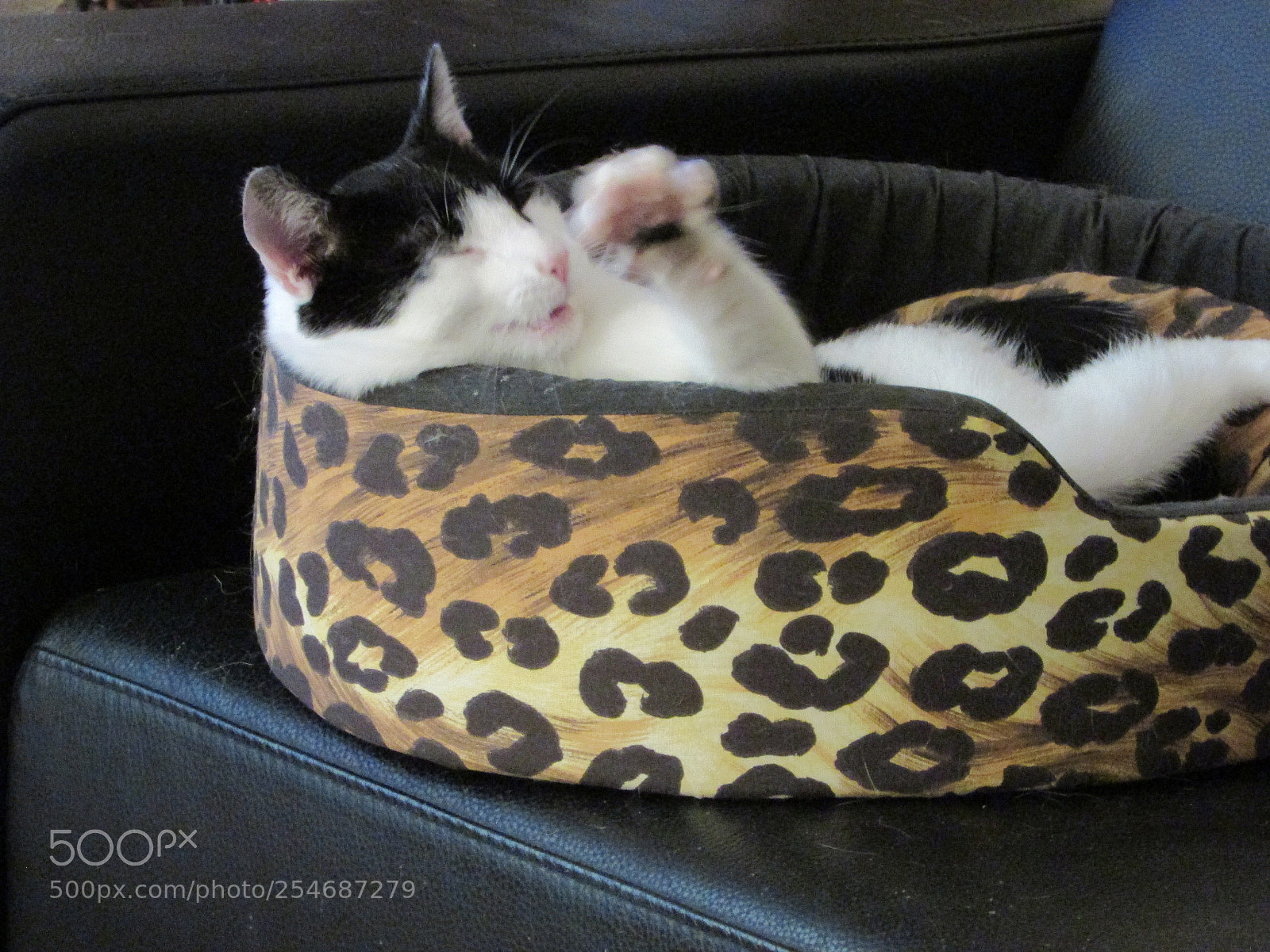 Canon PowerShot SX400 IS sample photo. Relaxing cat photography