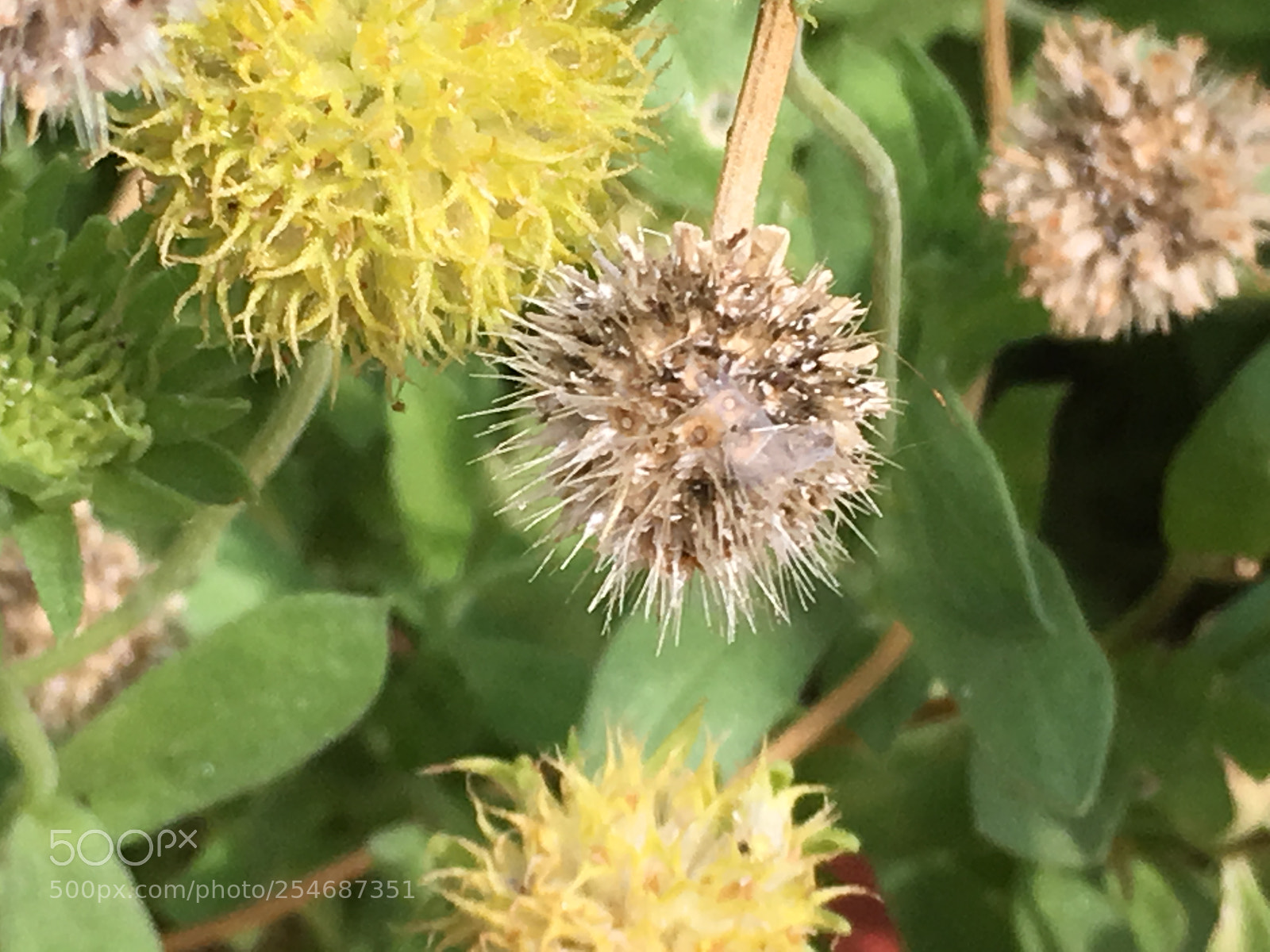 Apple iPhone SE sample photo. Garden photography photography