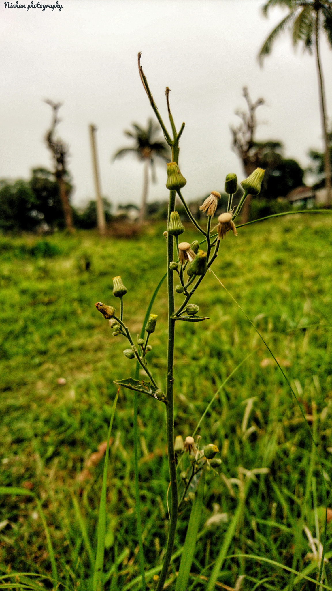 Sony Xperia X sample photo. বিকেলের আভা photography