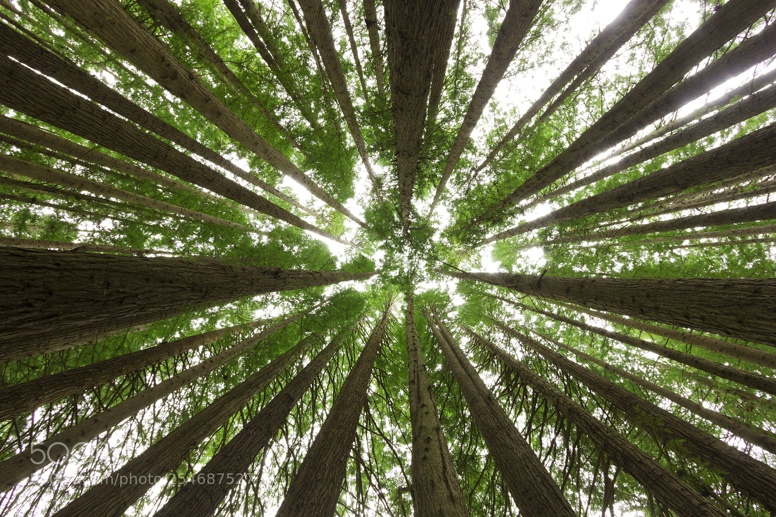 Canon EOS 600D (Rebel EOS T3i / EOS Kiss X5) sample photo. Californian redwoods photography