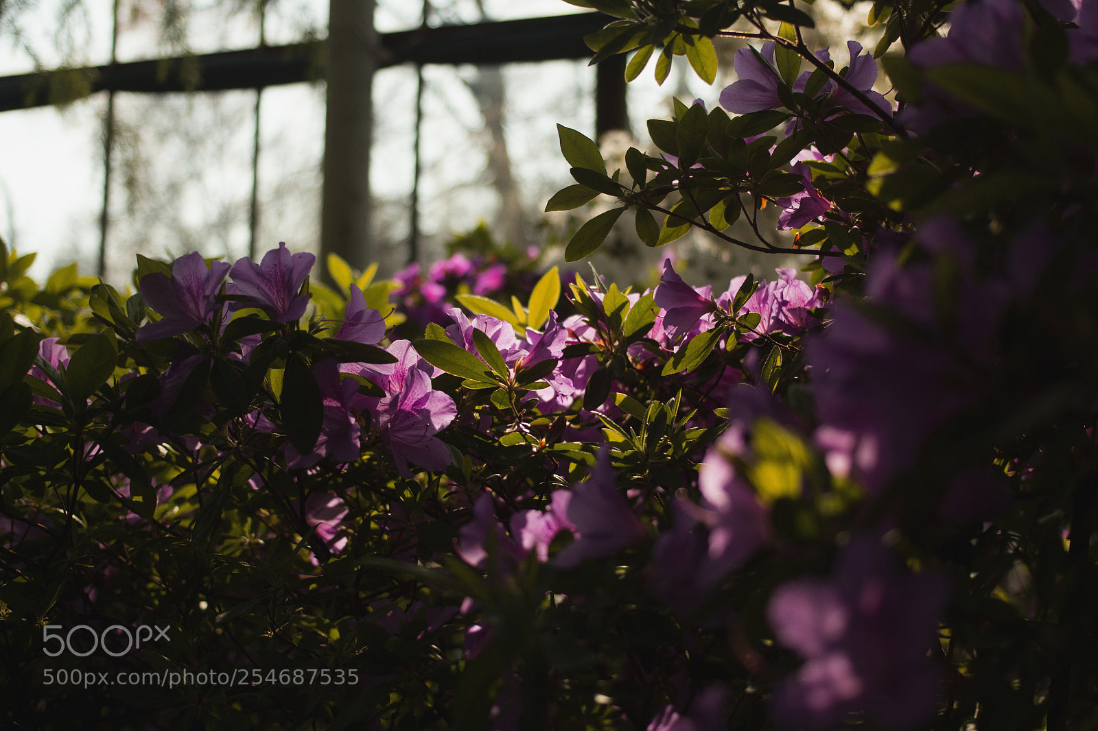 Canon EOS 700D (EOS Rebel T5i / EOS Kiss X7i) sample photo. Botanical garden russian academy photography