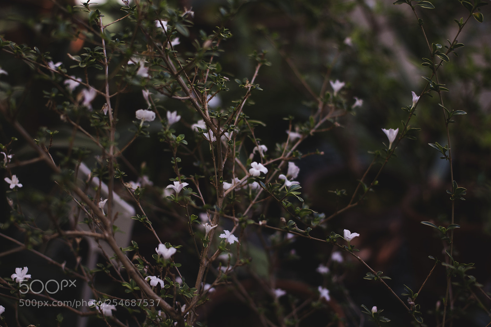 Canon EOS 700D (EOS Rebel T5i / EOS Kiss X7i) sample photo. Botanical garden russian academy photography