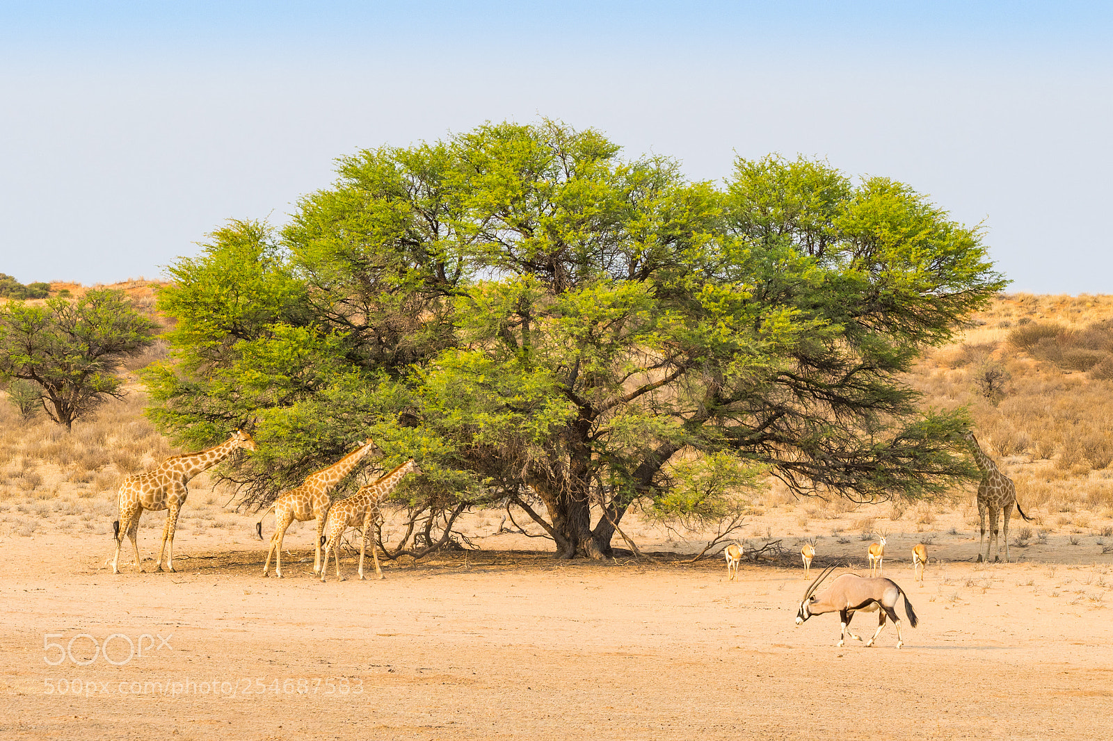 Olympus OM-D E-M1 Mark II sample photo. Kalahari wildlife landscape photography