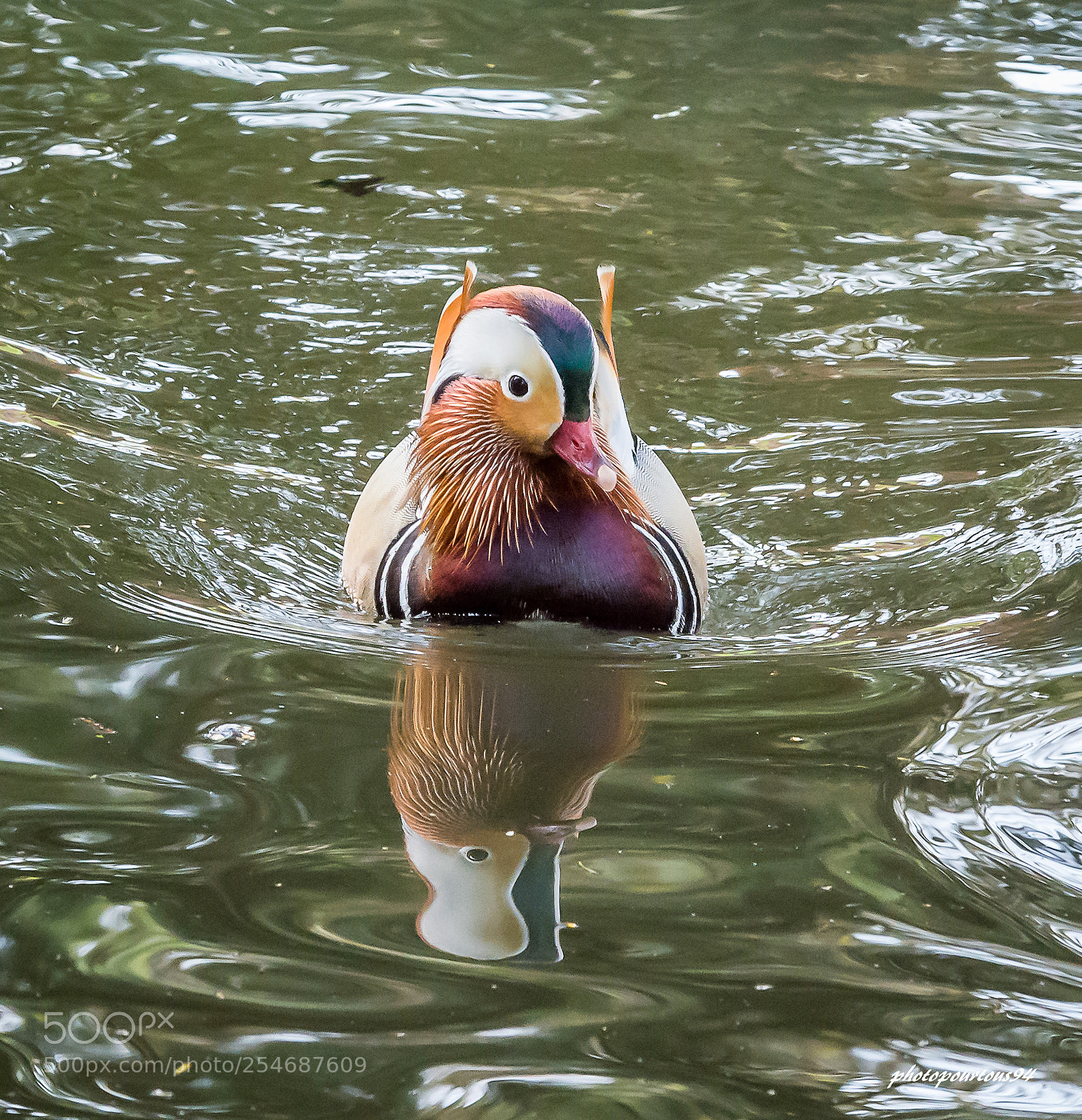 Nikon D7100 sample photo. Canard mandarin () photography