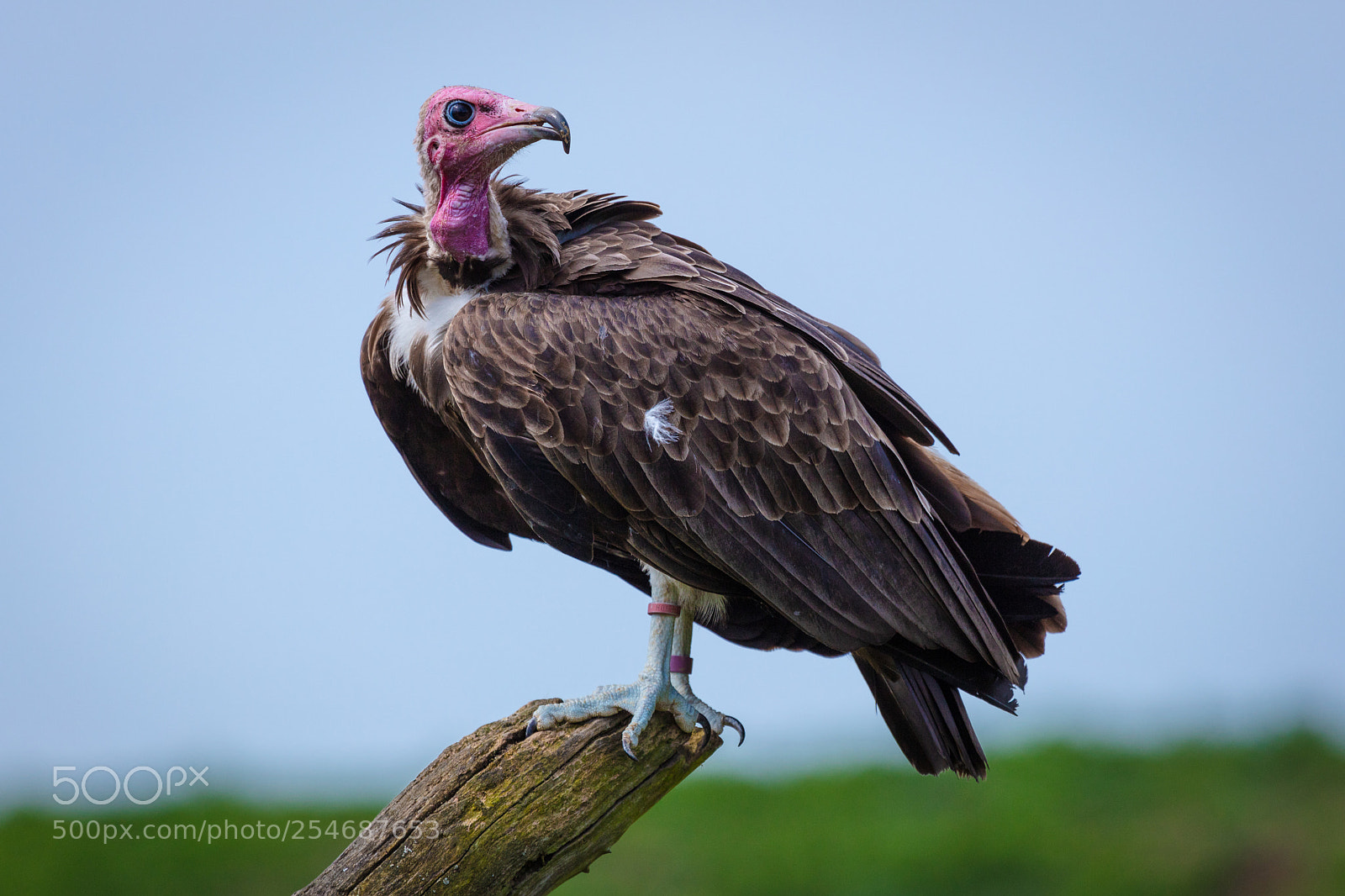 Canon EOS 5DS R sample photo. Vulture photography