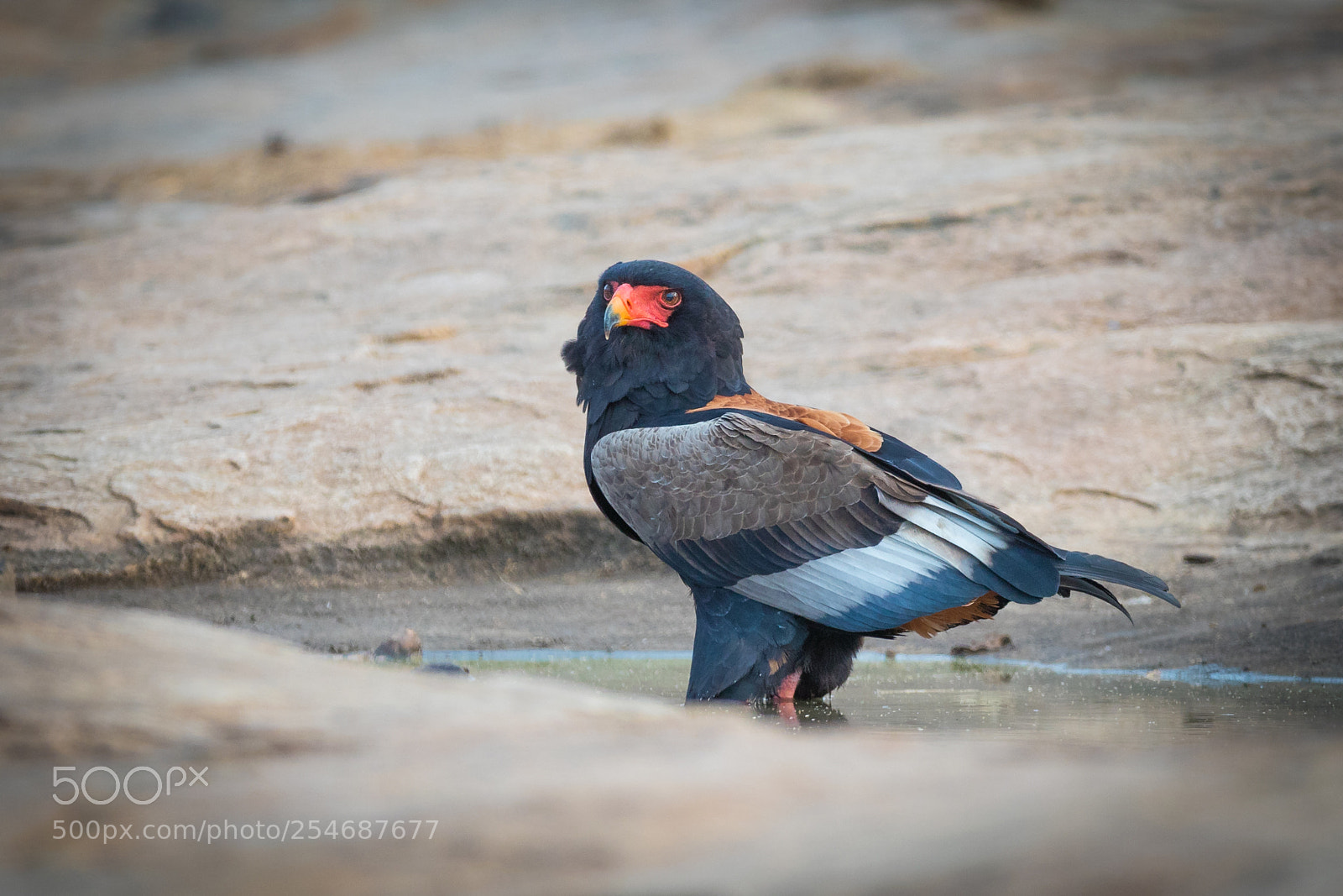 Canon EOS-1D X Mark II sample photo. Bateleur cooling its feets photography