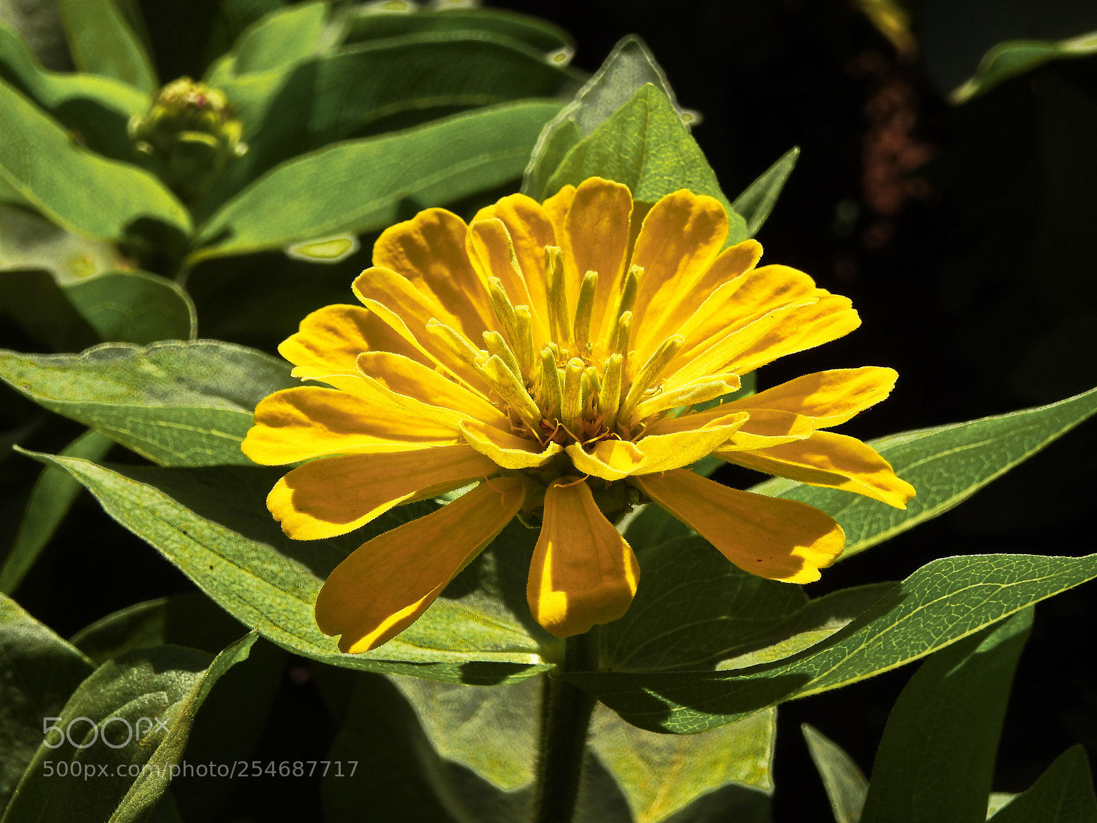 Nikon Coolpix P900 sample photo. Garden photography photography