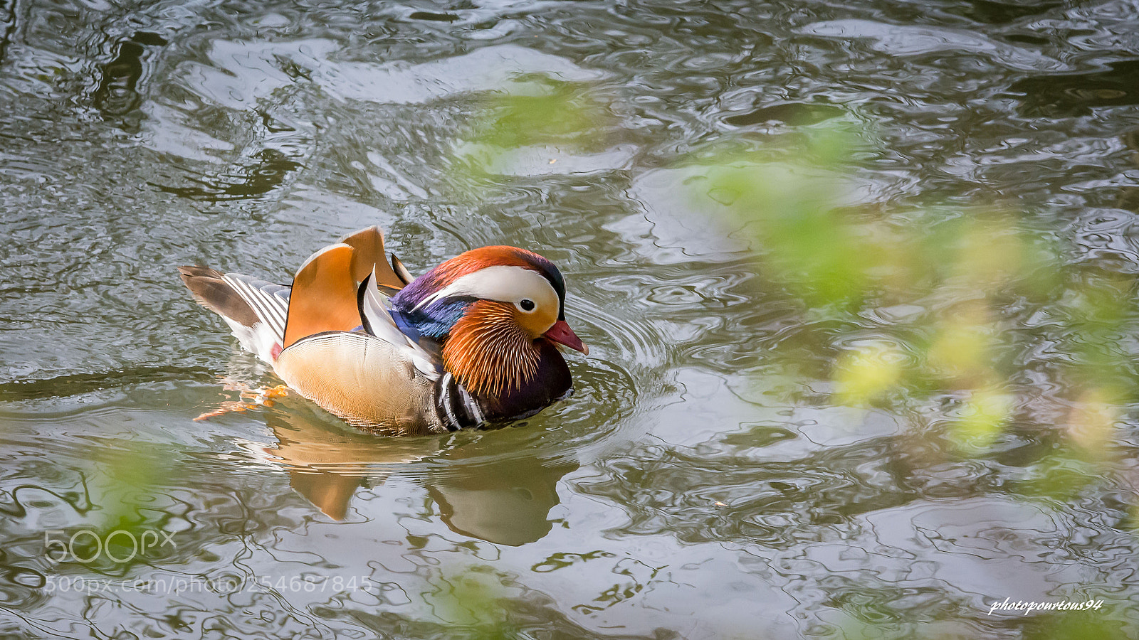 Nikon D7100 sample photo. Canard mandarin 2 photography