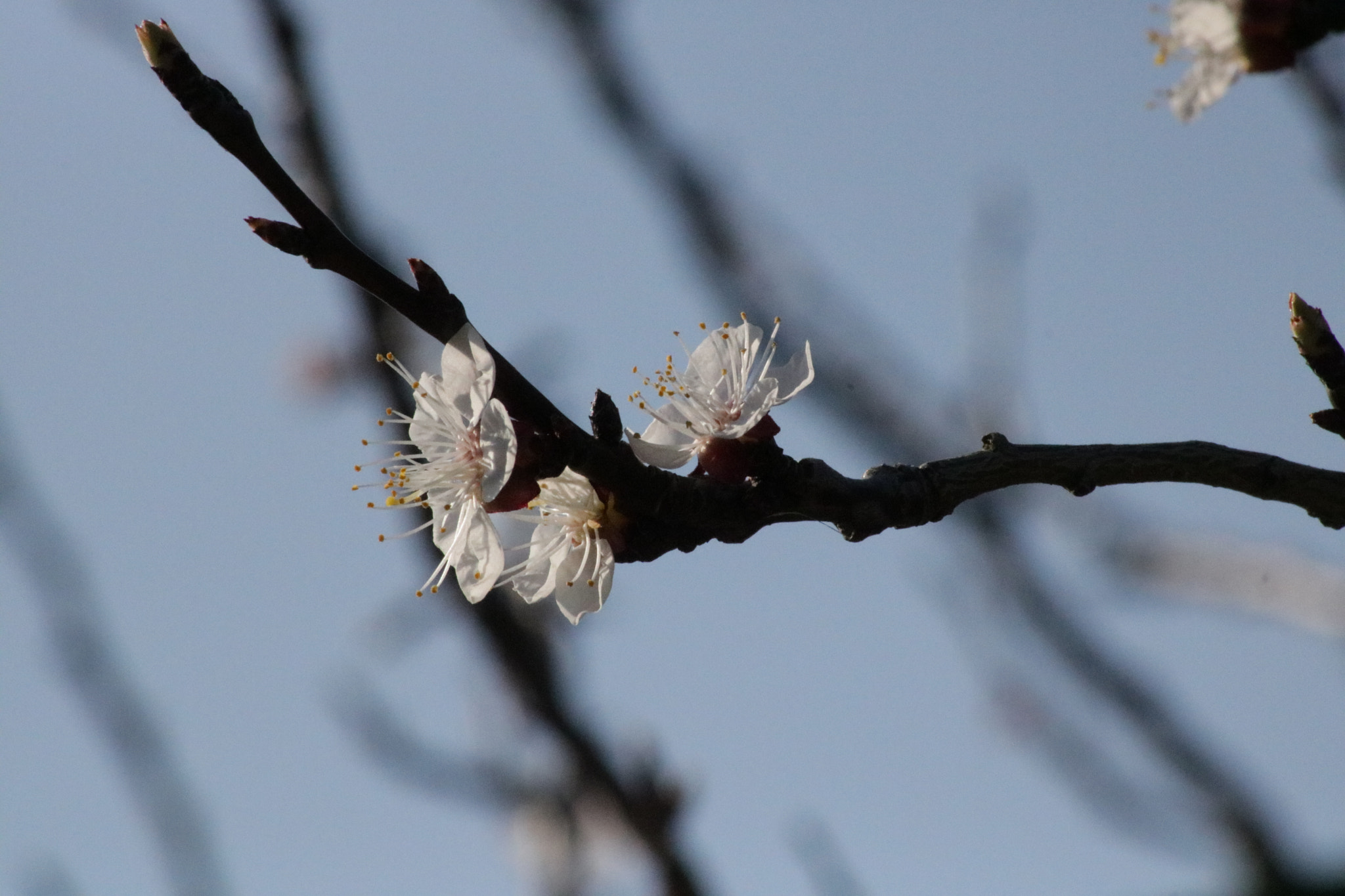 Canon EOS 760D (EOS Rebel T6s / EOS 8000D) sample photo. Peach flower photography