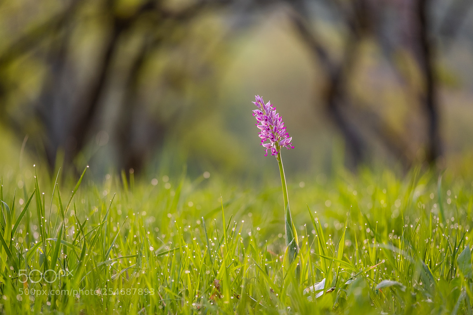Fujifilm X-T2 sample photo. Monkey orchid photography