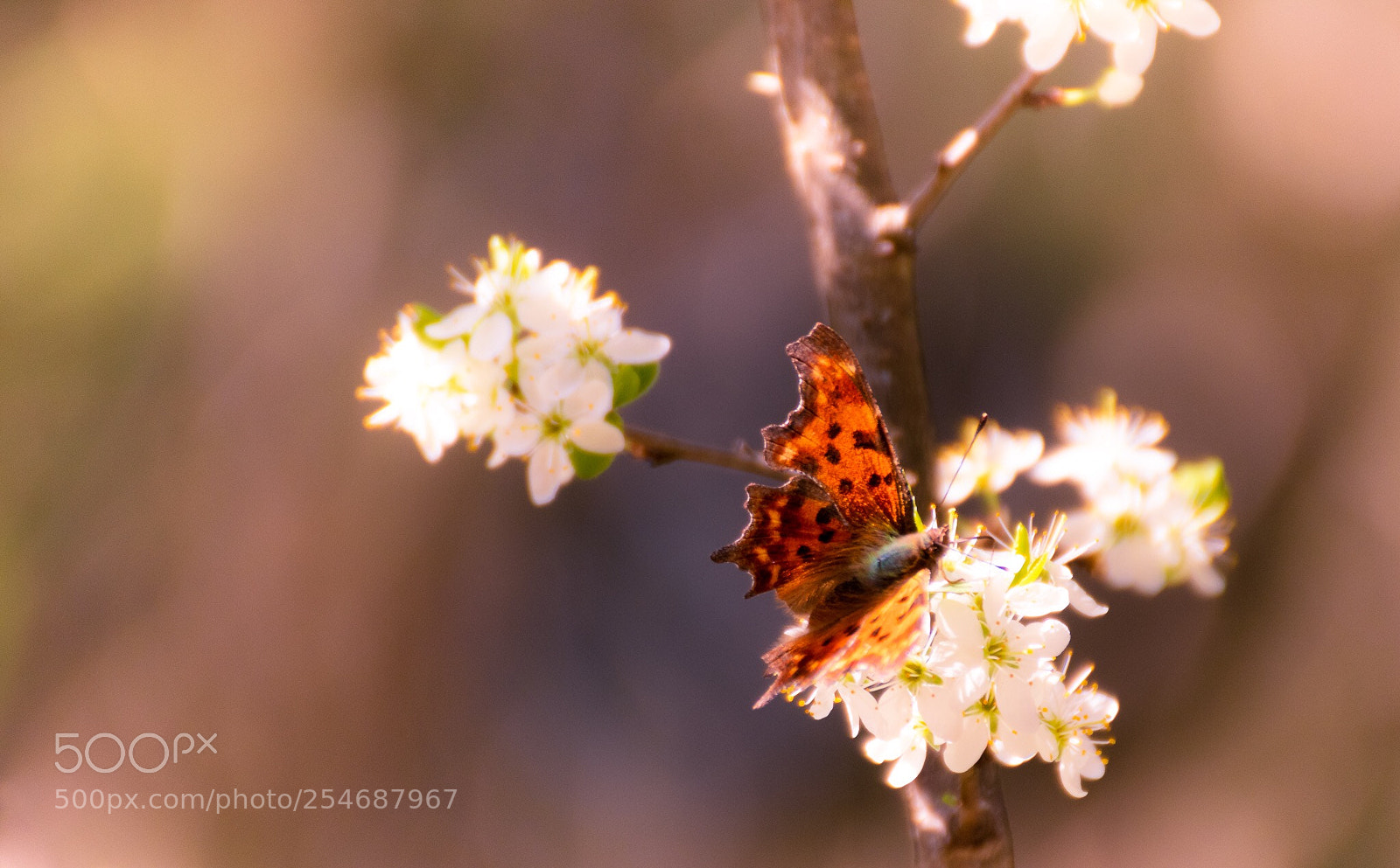 Canon EOS 80D sample photo. Spring  photography