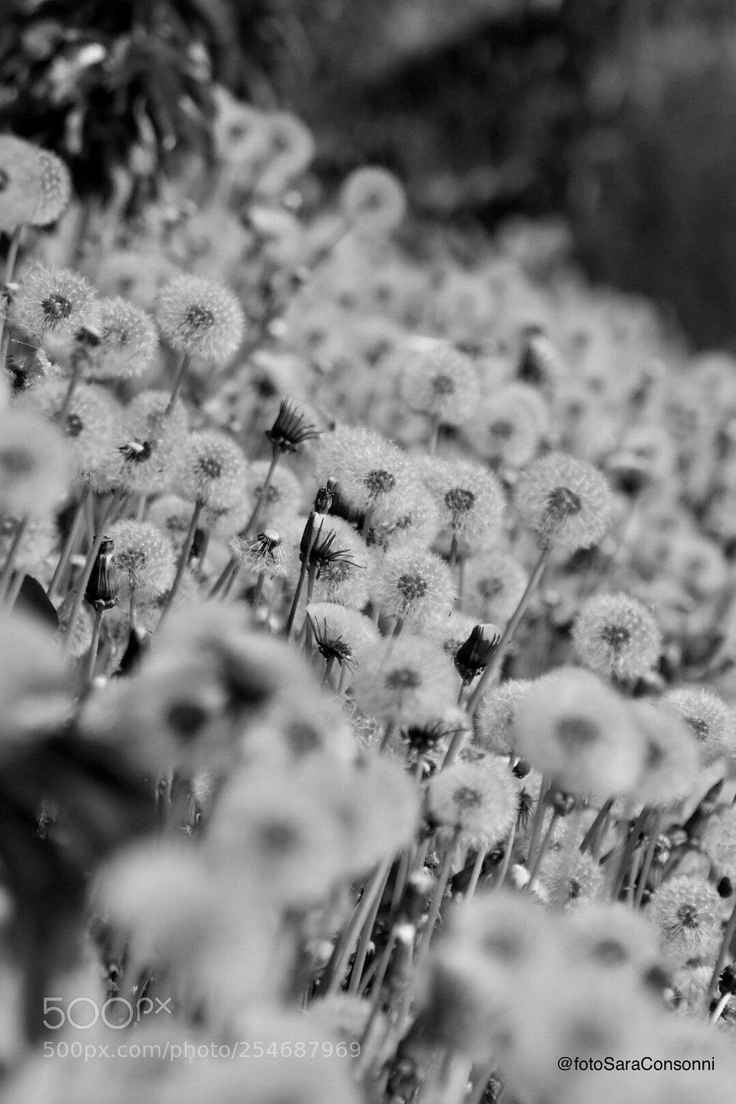 Nikon D7200 sample photo. Soffioni photography