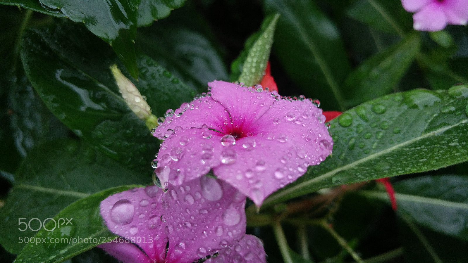 LG G5 sample photo. Catharanthus roseus photography