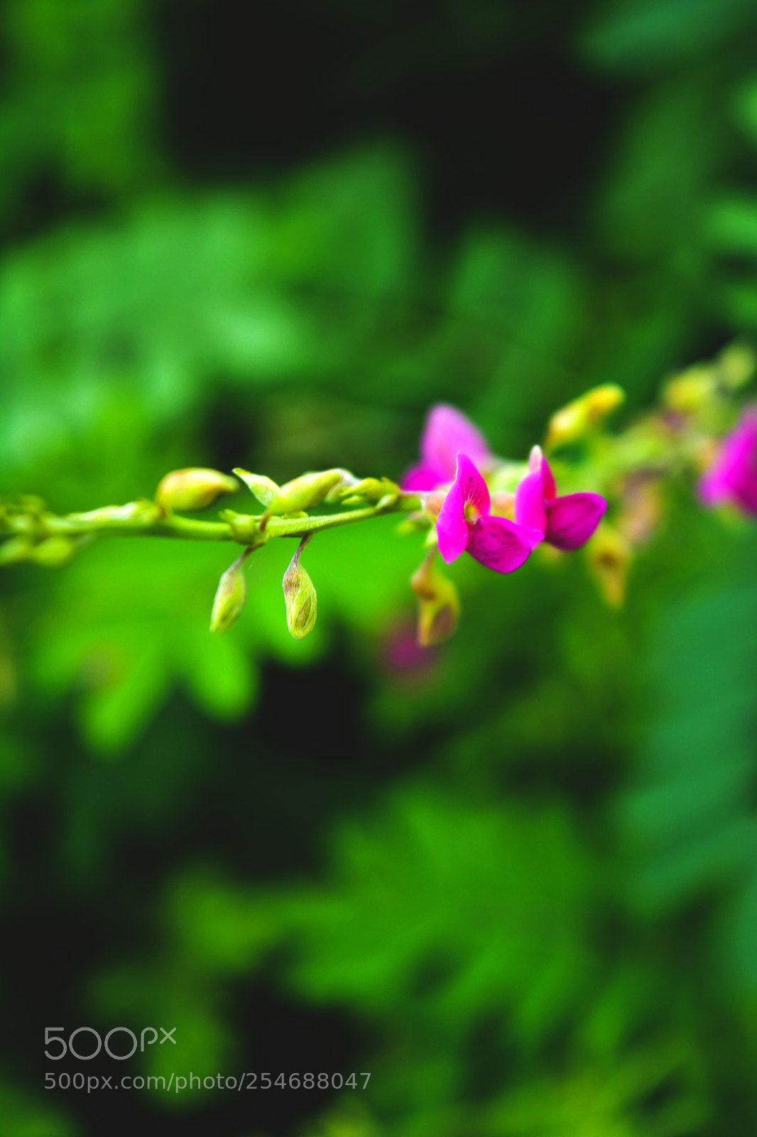 Nikon D5200 sample photo. Purple photography