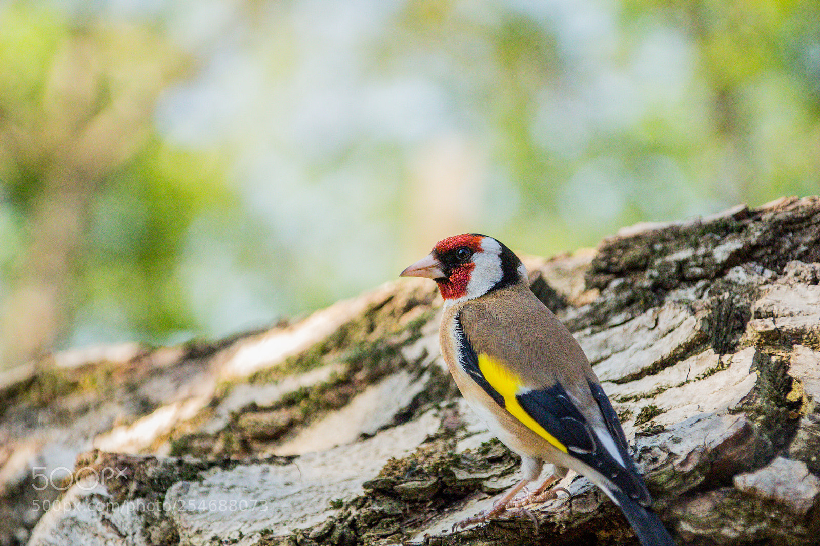 Canon EOS 100D (EOS Rebel SL1 / EOS Kiss X7) sample photo. Goldfinch photography