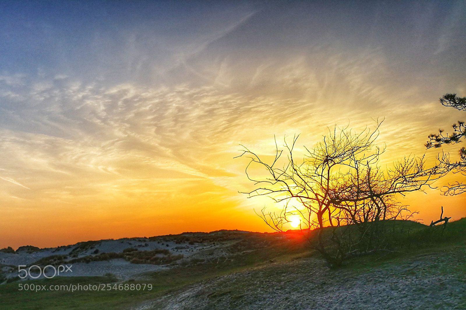 HUAWEI P10 Plus sample photo. Sunset forrest photography