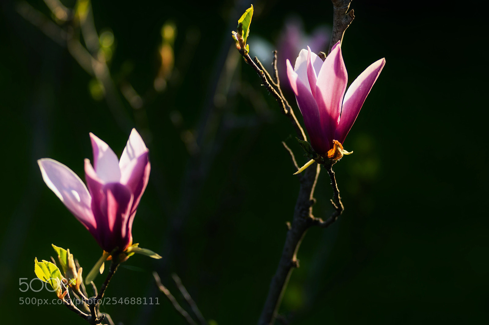 Nikon D610 sample photo. Goblets of light photography