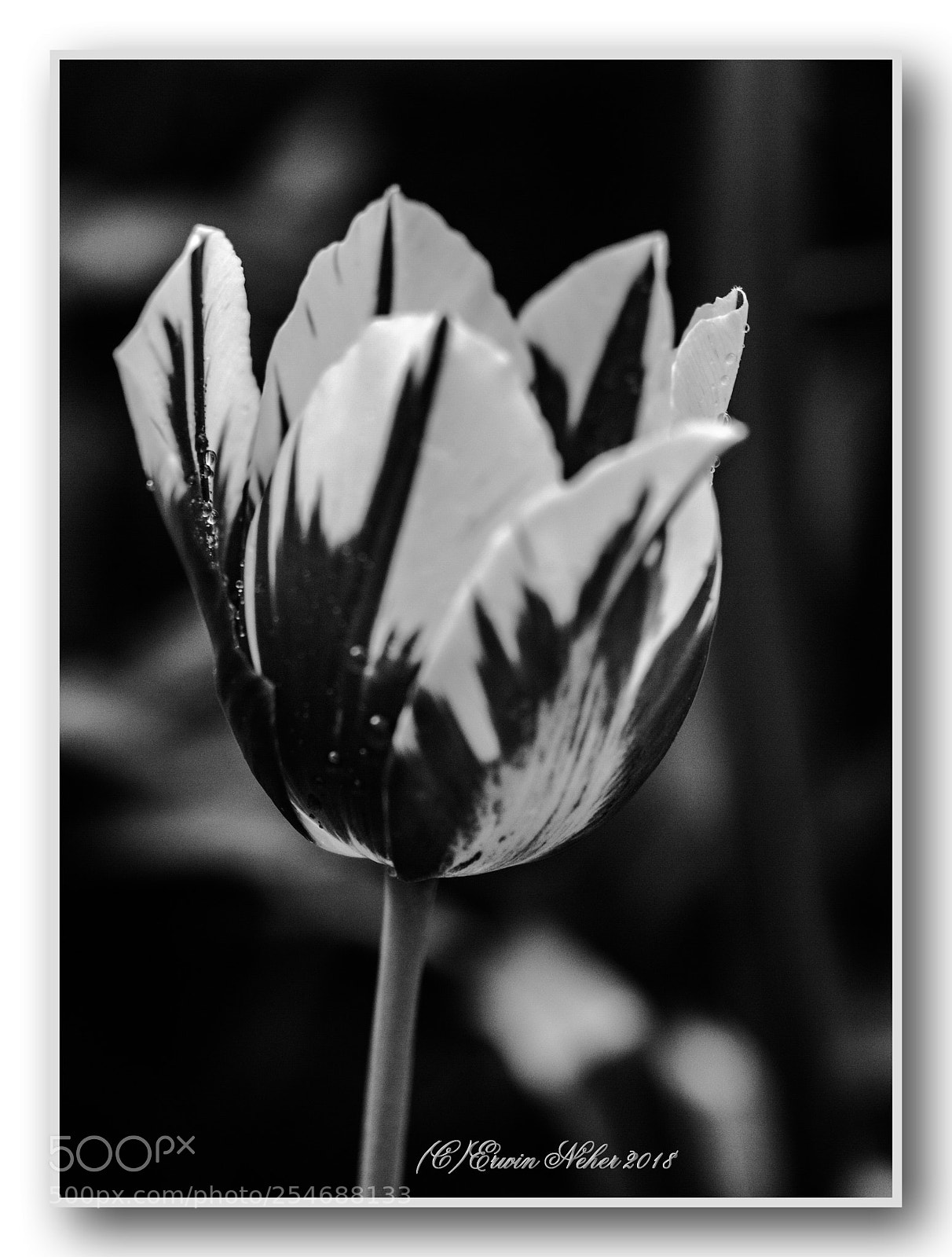Nikon D7100 sample photo. Tulip b/w... photography