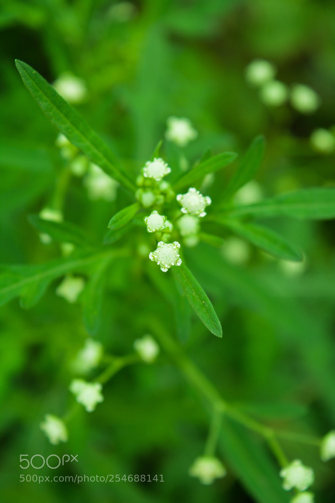 Nikon D5200 sample photo. White dots photography