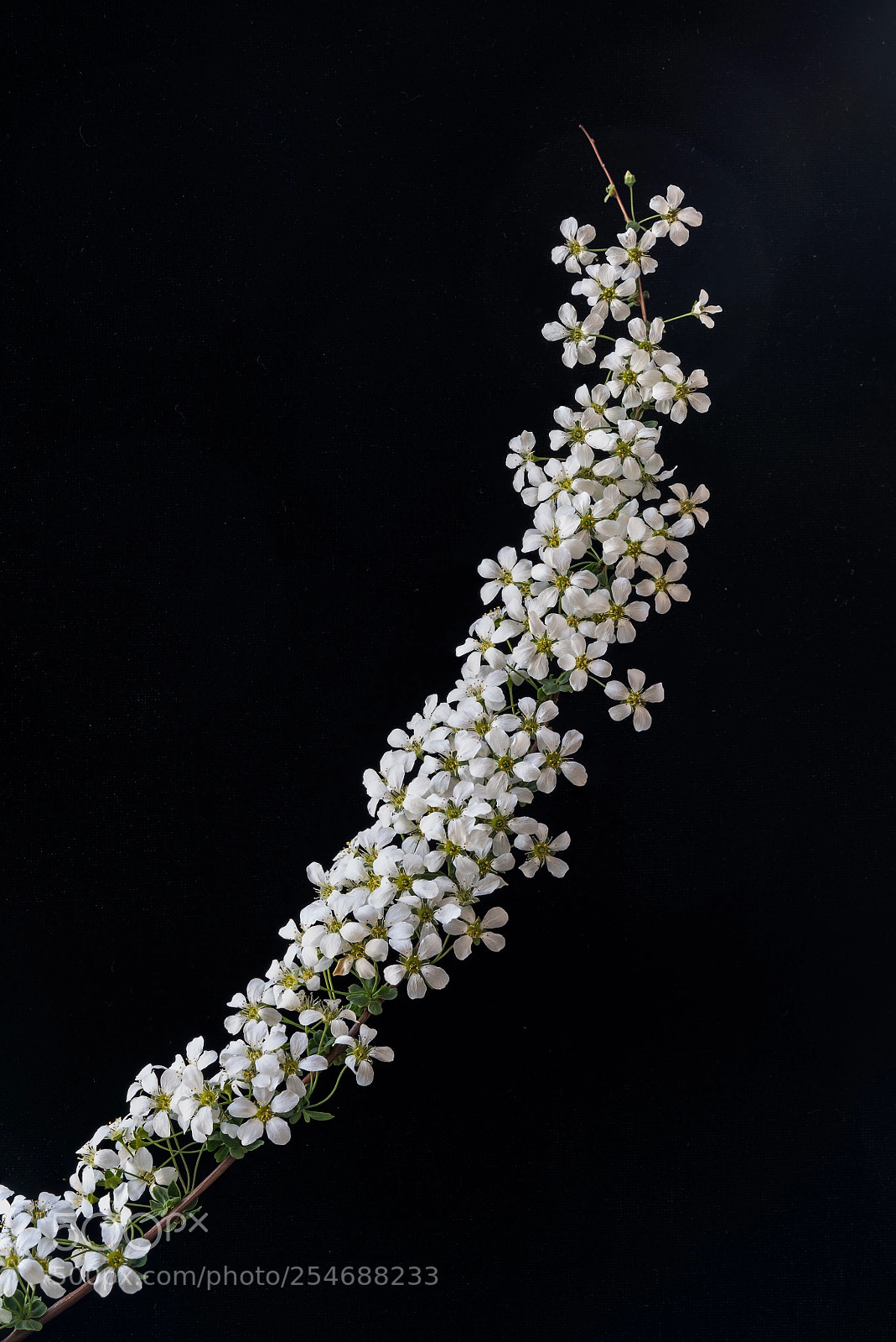 Sony a7R III sample photo. Bridal wreath photography