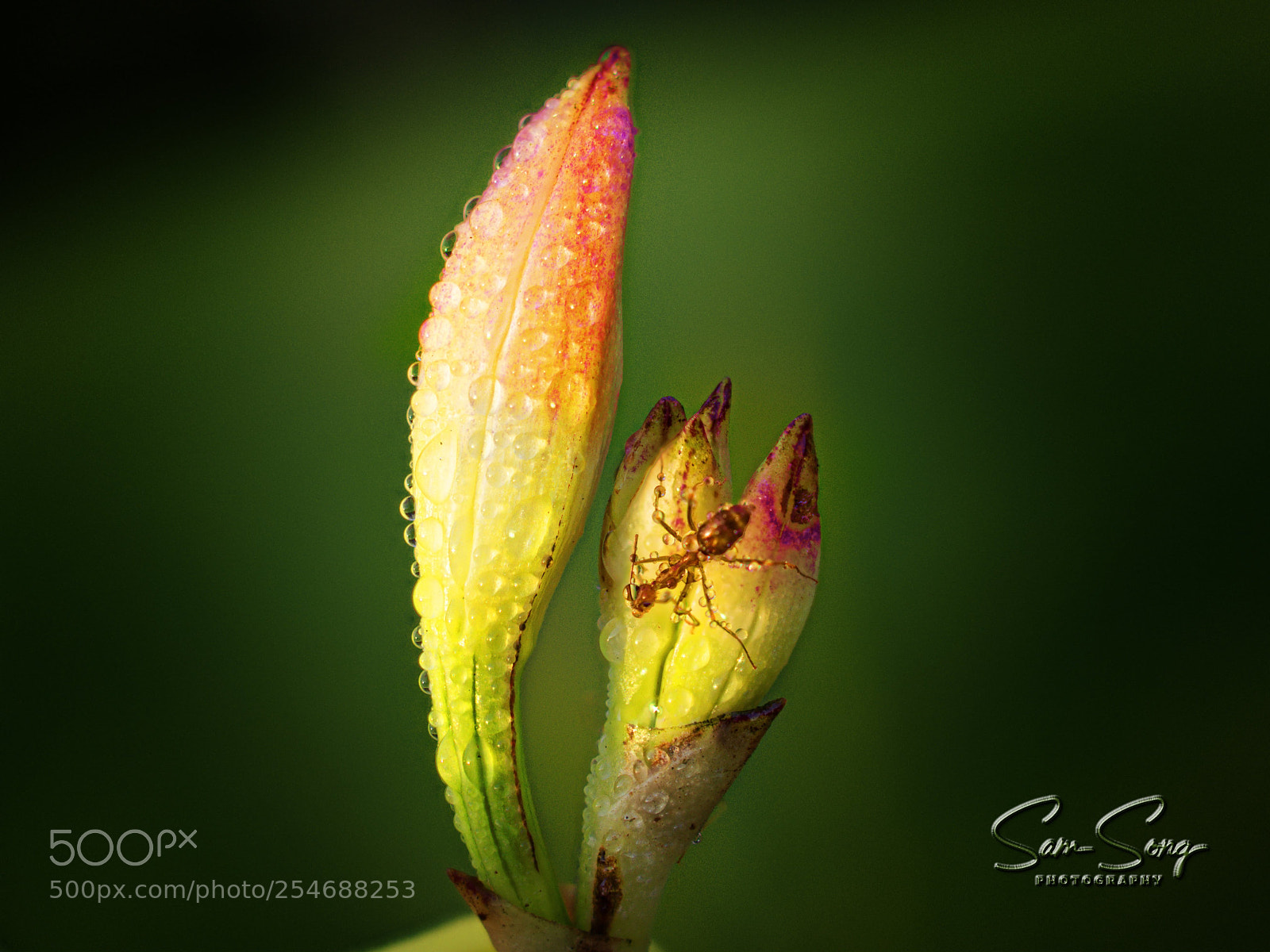 Olympus OM-D E-M10 III sample photo. Ant on flower bud photography