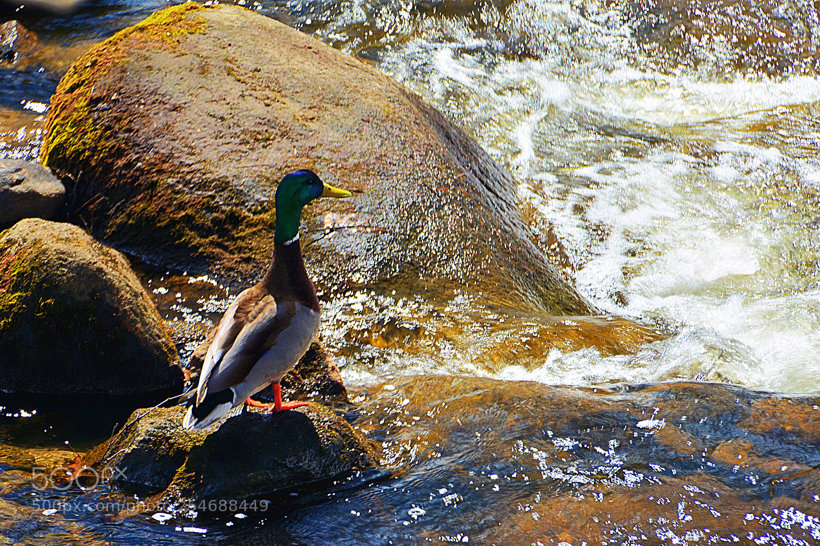 Nikon D7100 sample photo. On plonge? photography