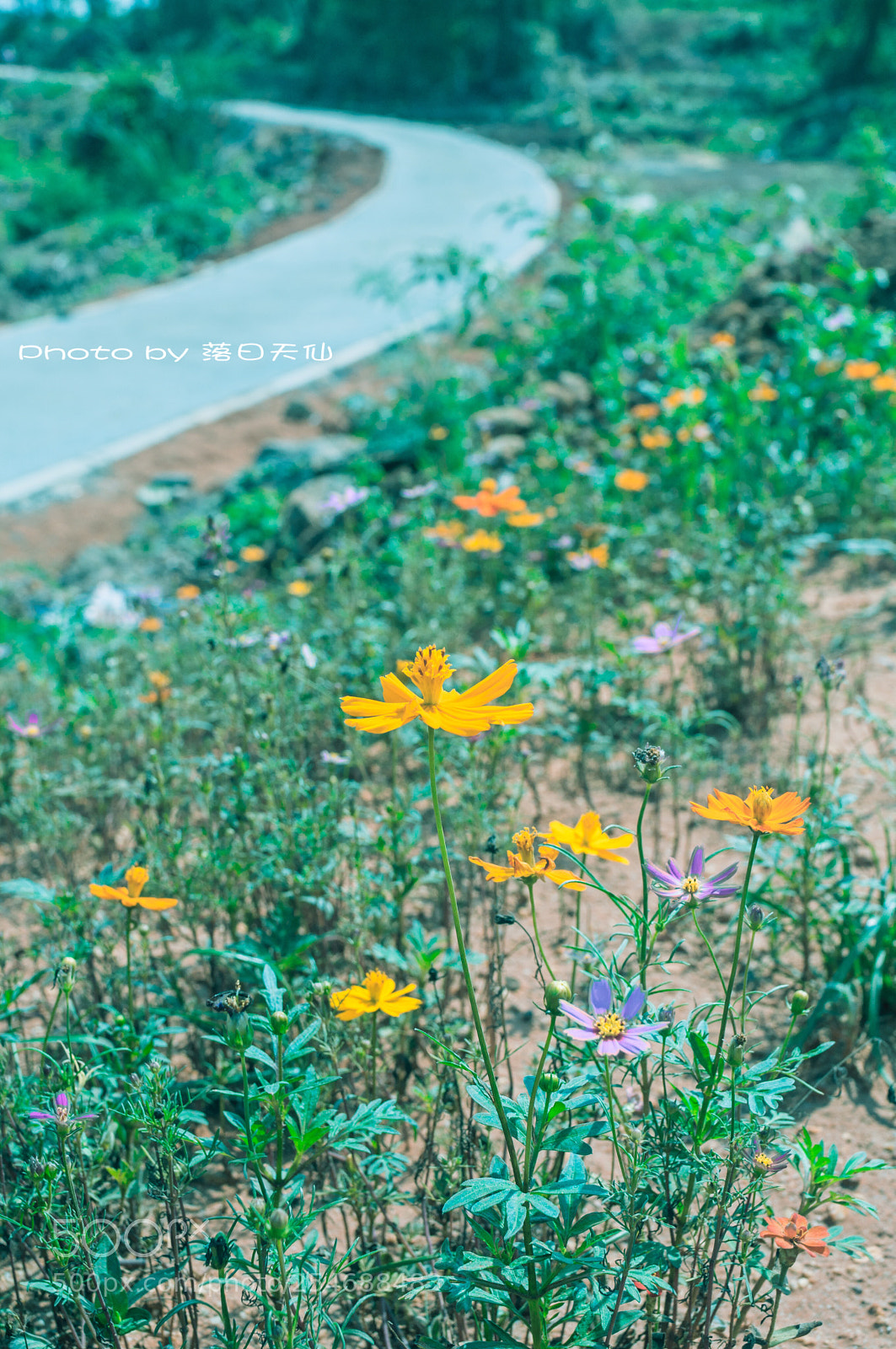 Nikon D90 sample photo. 夏季 photography