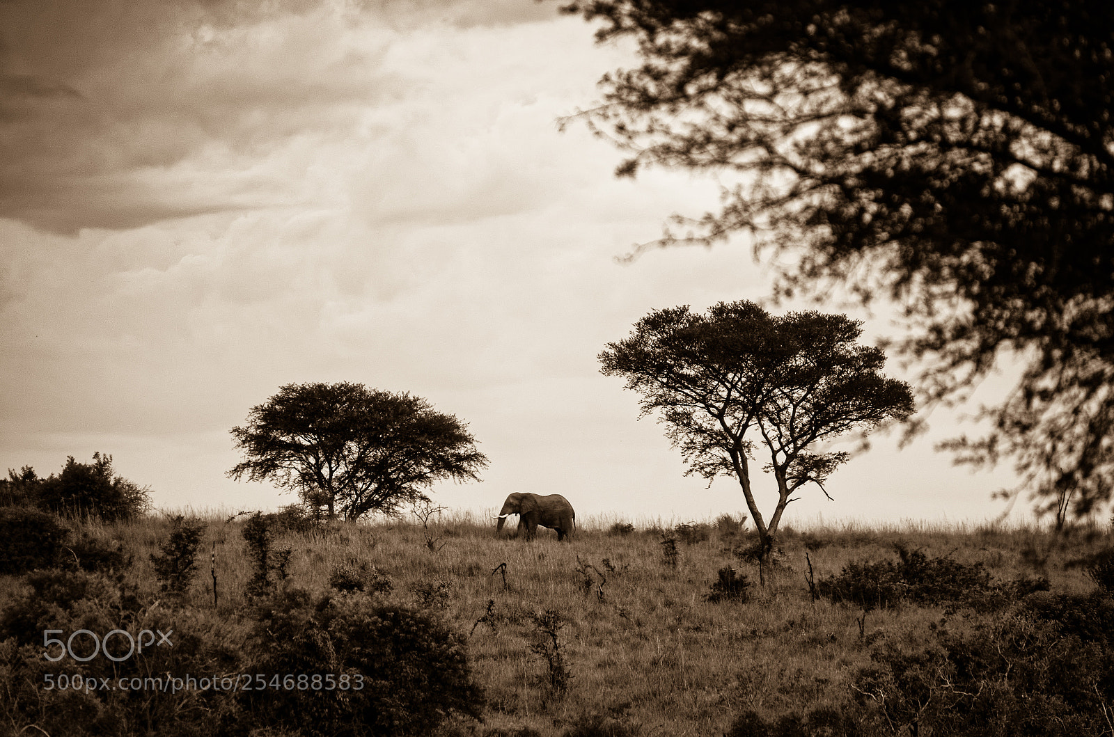 Nikon D7000 sample photo. Elephant lost in time photography