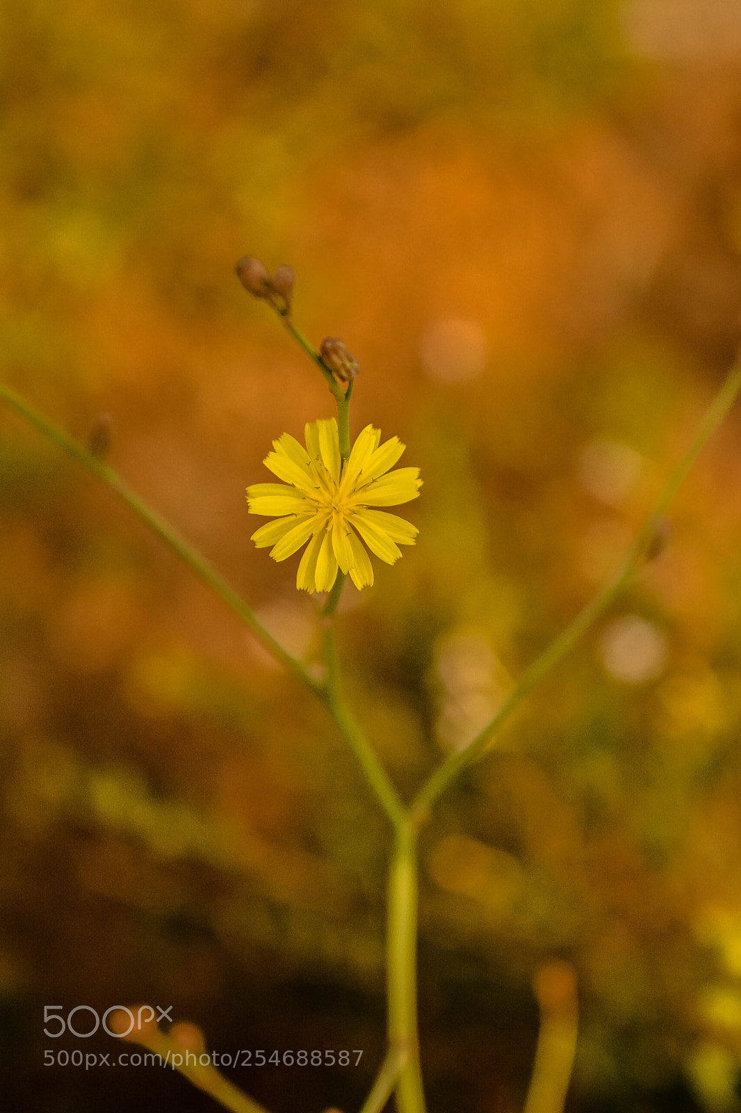 Nikon D5200 sample photo. Yellow photography