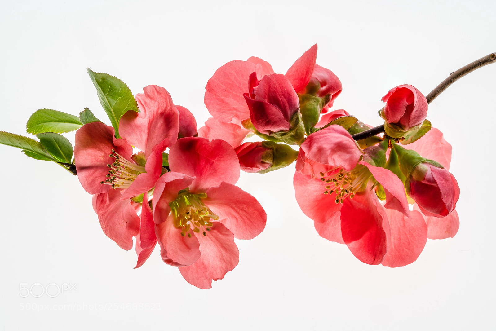 Sony a7R III sample photo. Flowering quince photography