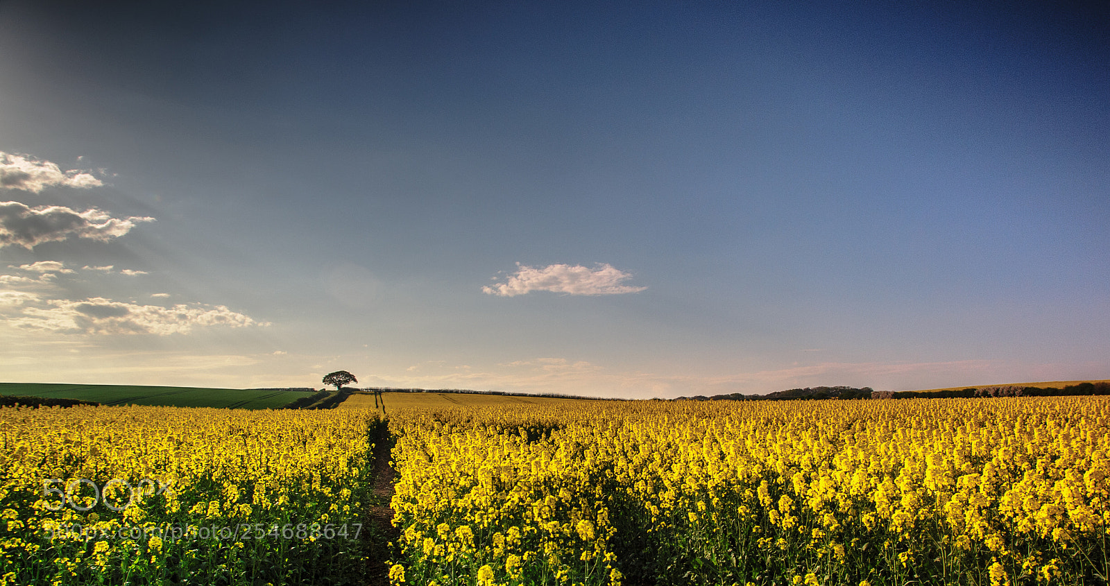 Nikon D700 sample photo. Rape seed photography