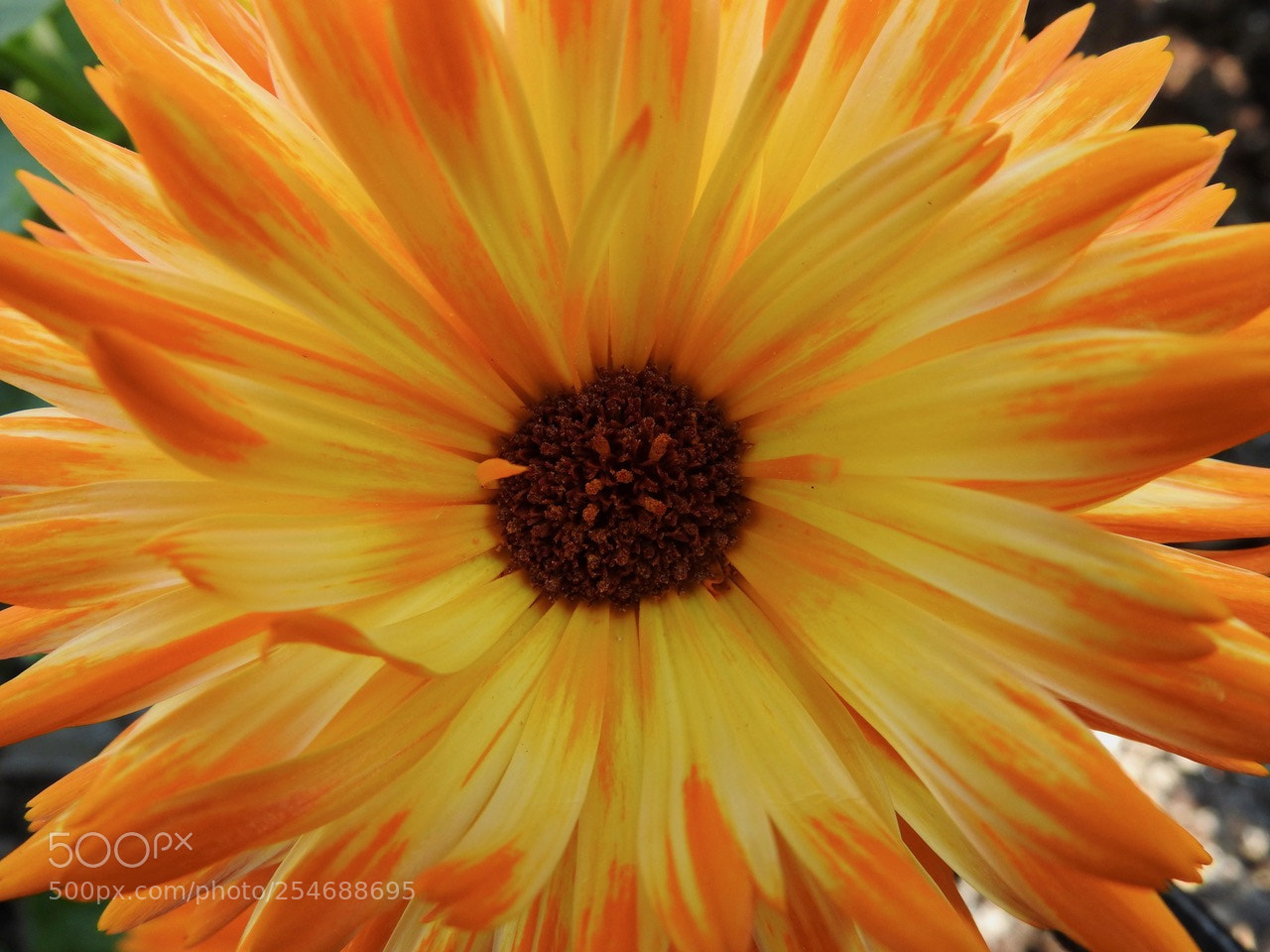 Nikon Coolpix P610 sample photo. Orange flower photography