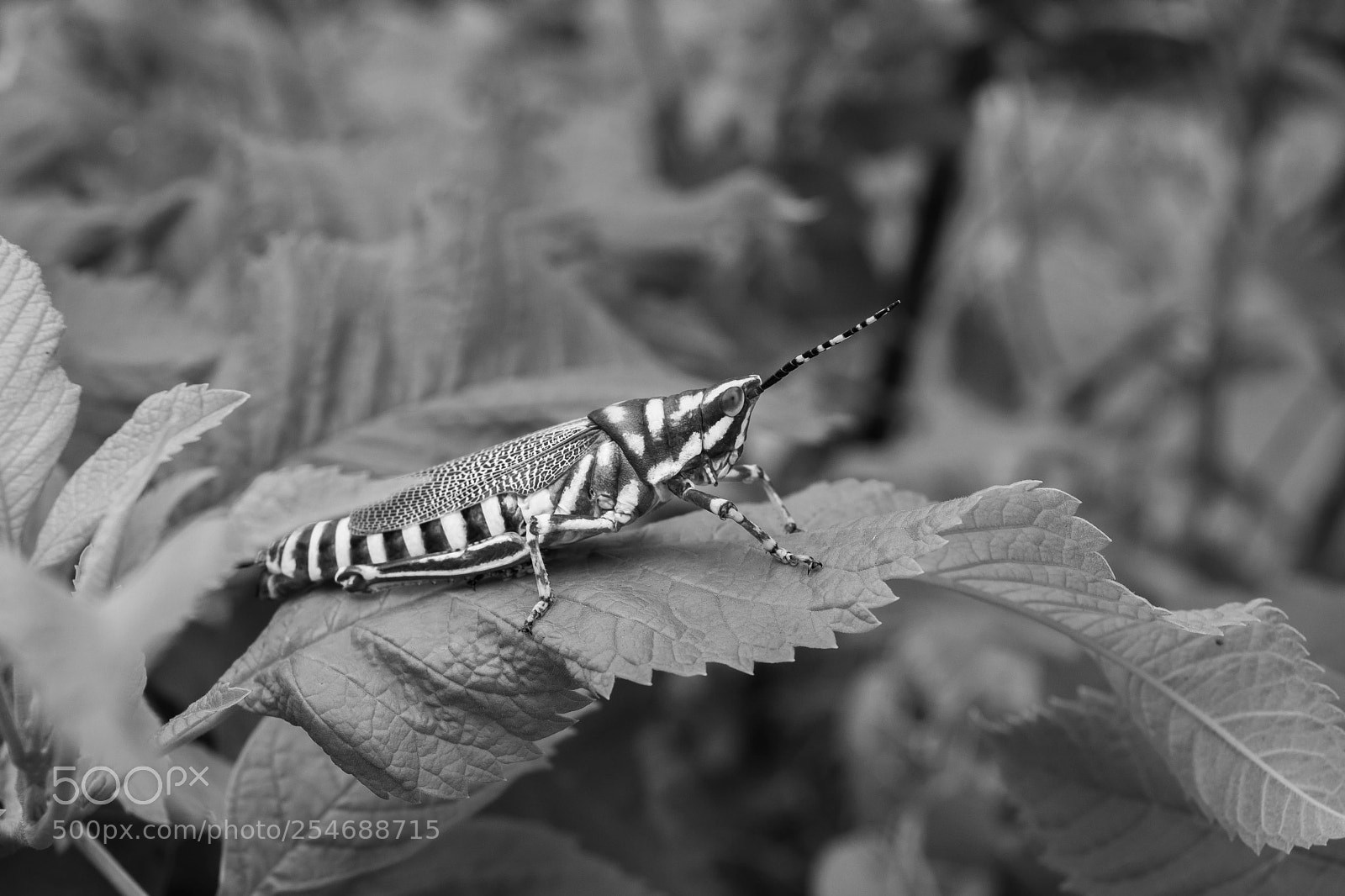 Nikon D5200 sample photo. Grassopher photography