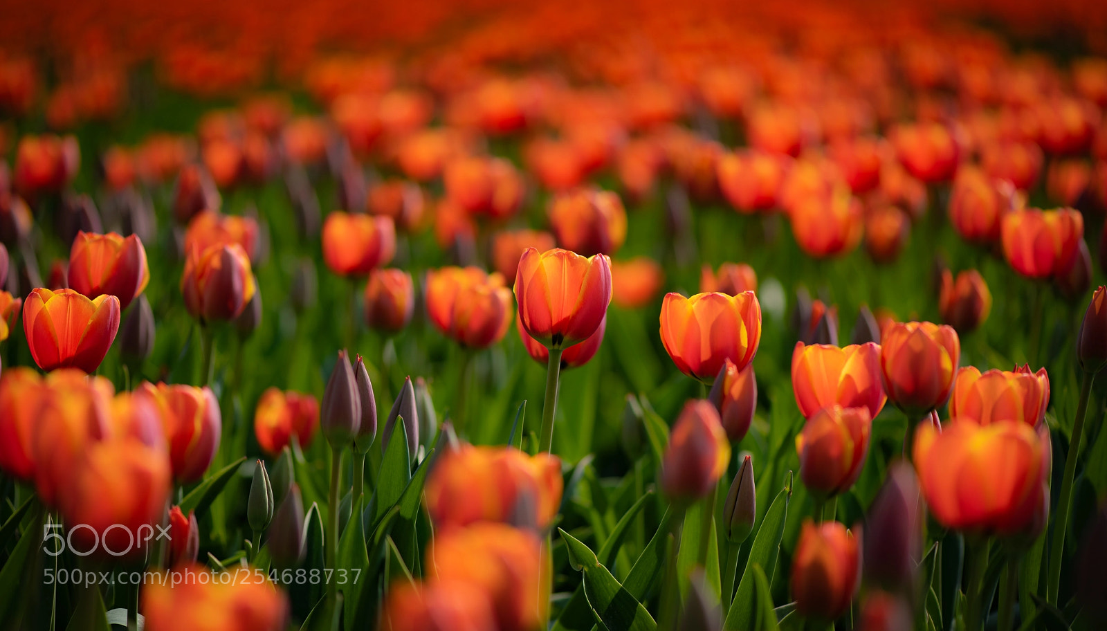 Nikon D850 sample photo. Orange tulips photography