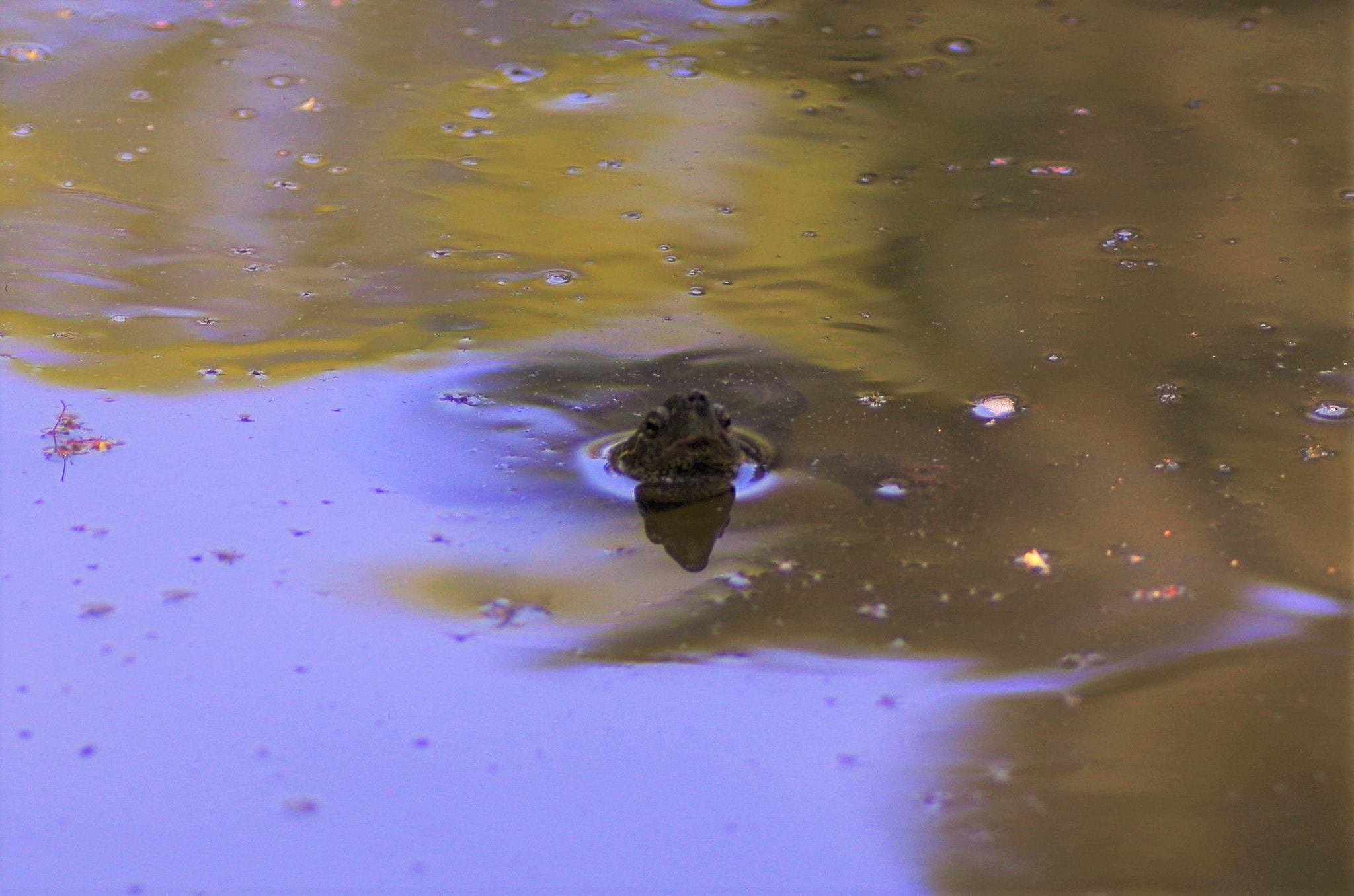 Pentax K-30 + Tamron SP AF 90mm F2.8 Di Macro sample photo. 「welcome. take it slowly.」 photography