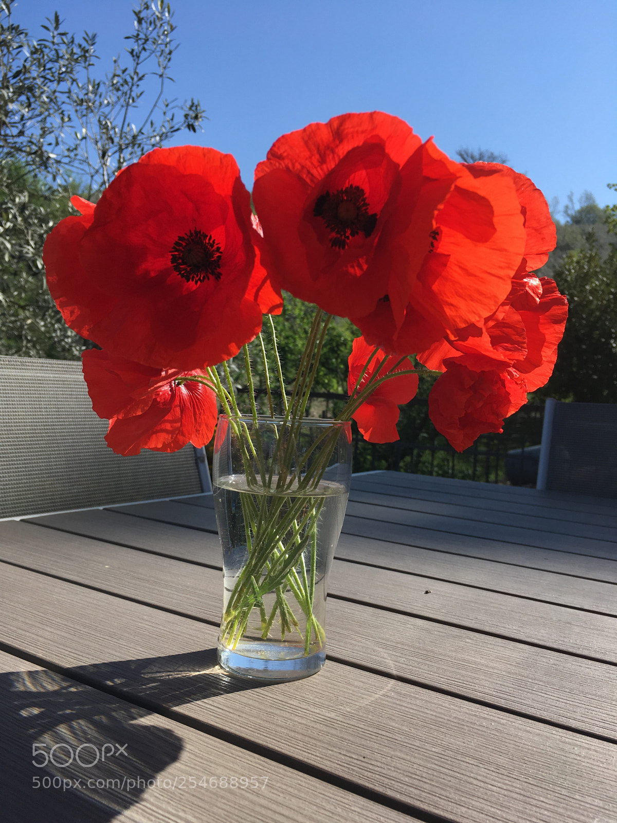 Apple iPhone SE sample photo. Poppy photography