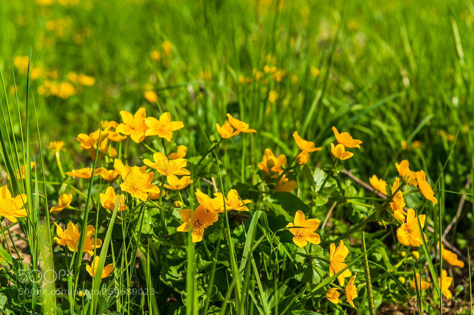 Nikon D850 sample photo. Marigolds photography