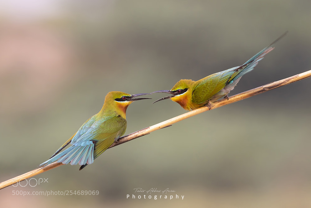 Canon EOS 7D Mark II sample photo. Blue tailed bee eater photography