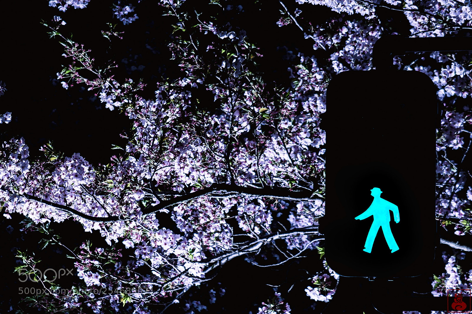 Nikon D610 sample photo. Sakura walk photography