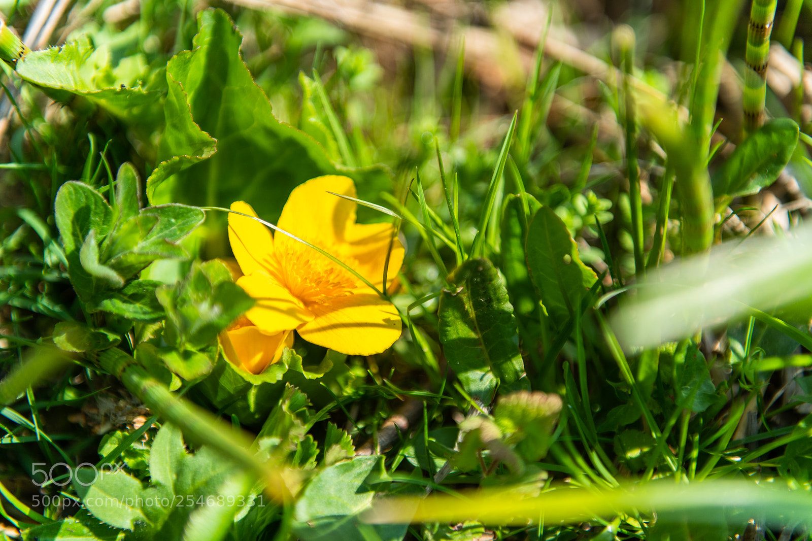 Nikon D850 sample photo. Yellow flower photography