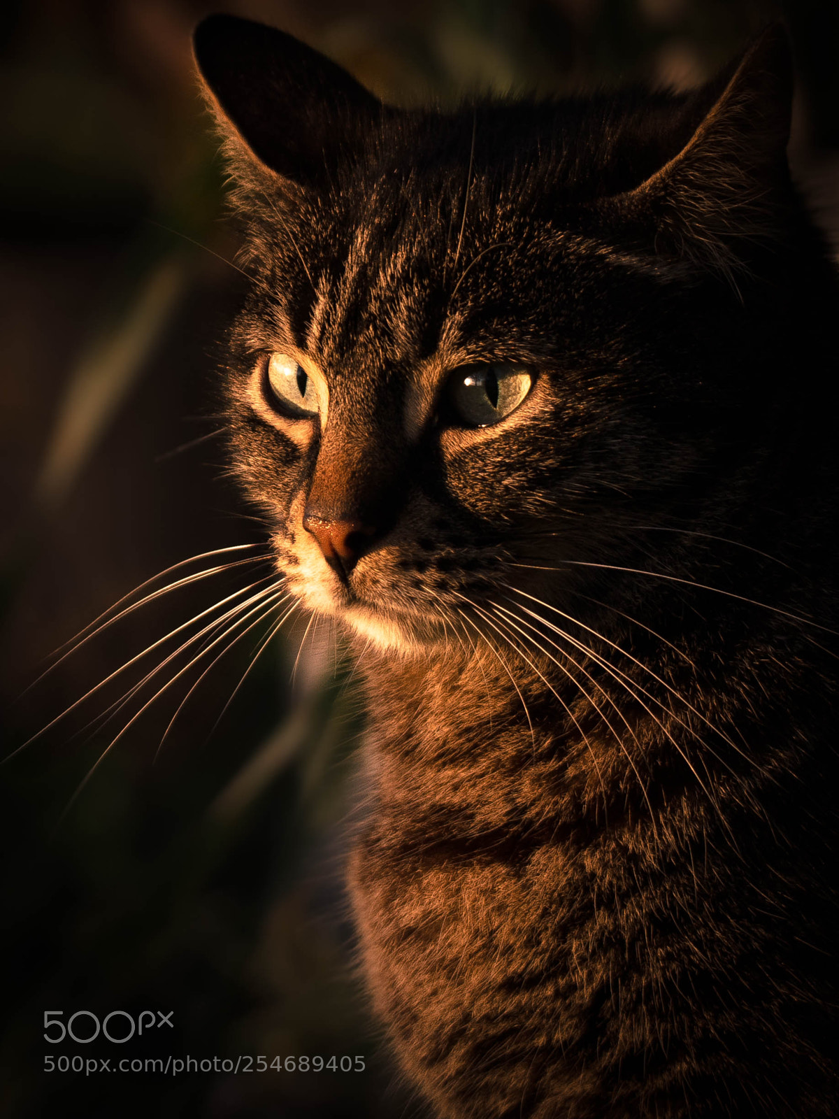 Nikon D7000 sample photo. Mrs ayran photography