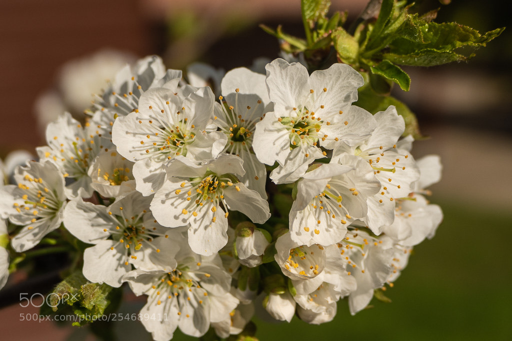Panasonic Lumix DMC-FZ1000 sample photo. Wild cherry blossum photography