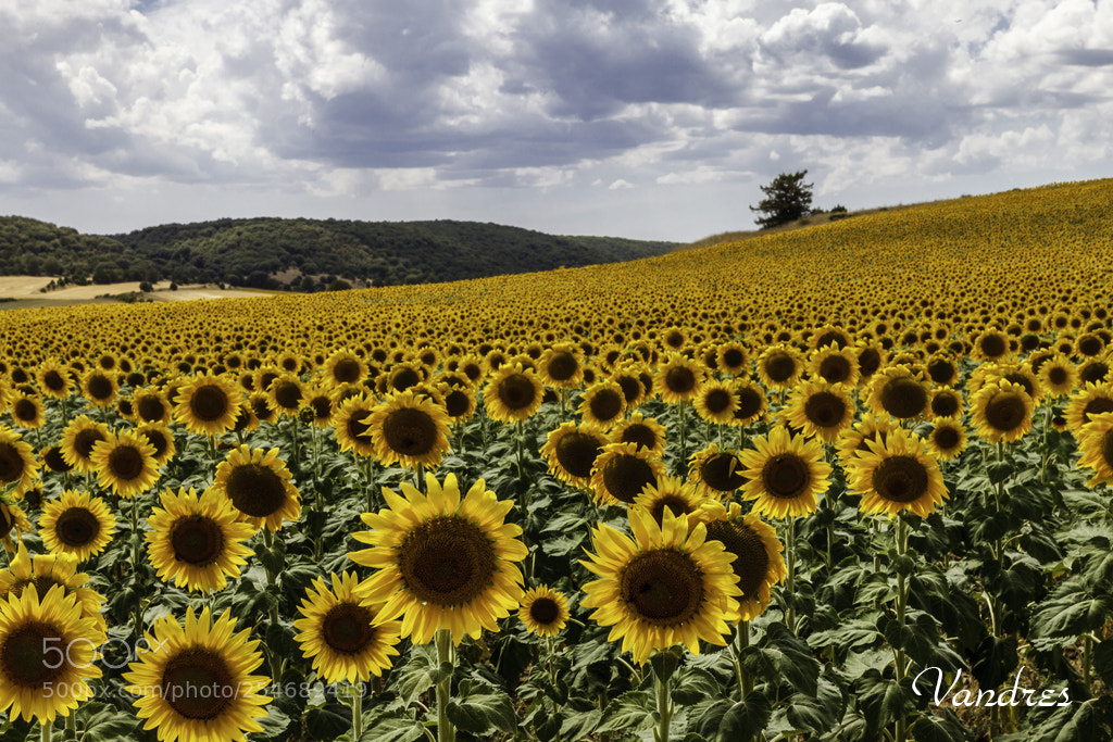 Canon EOS 5D Mark II sample photo. Sunflowers field at soria photography