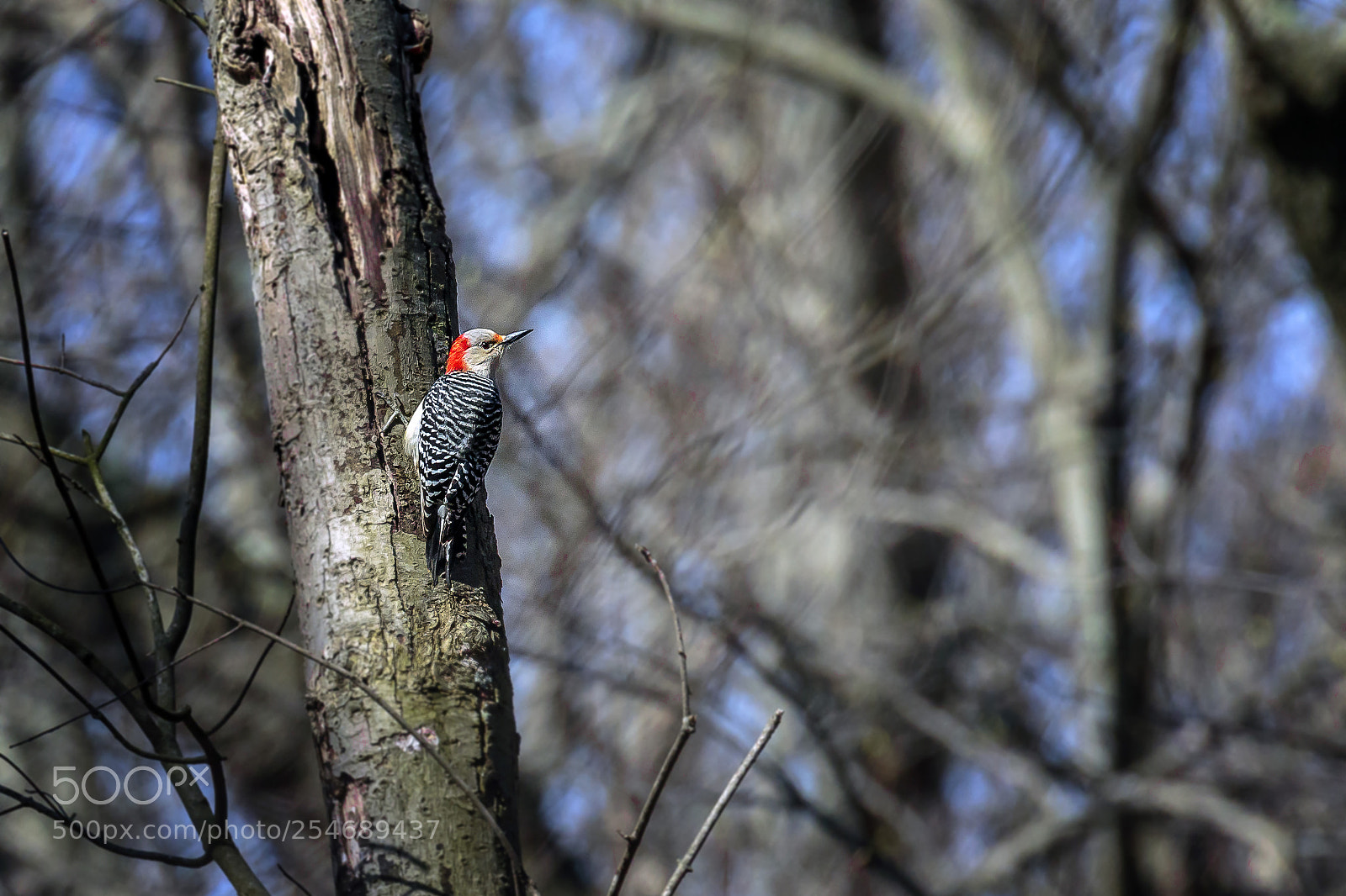 Canon EOS 7D Mark II sample photo. Red-bellied woodpecker photography