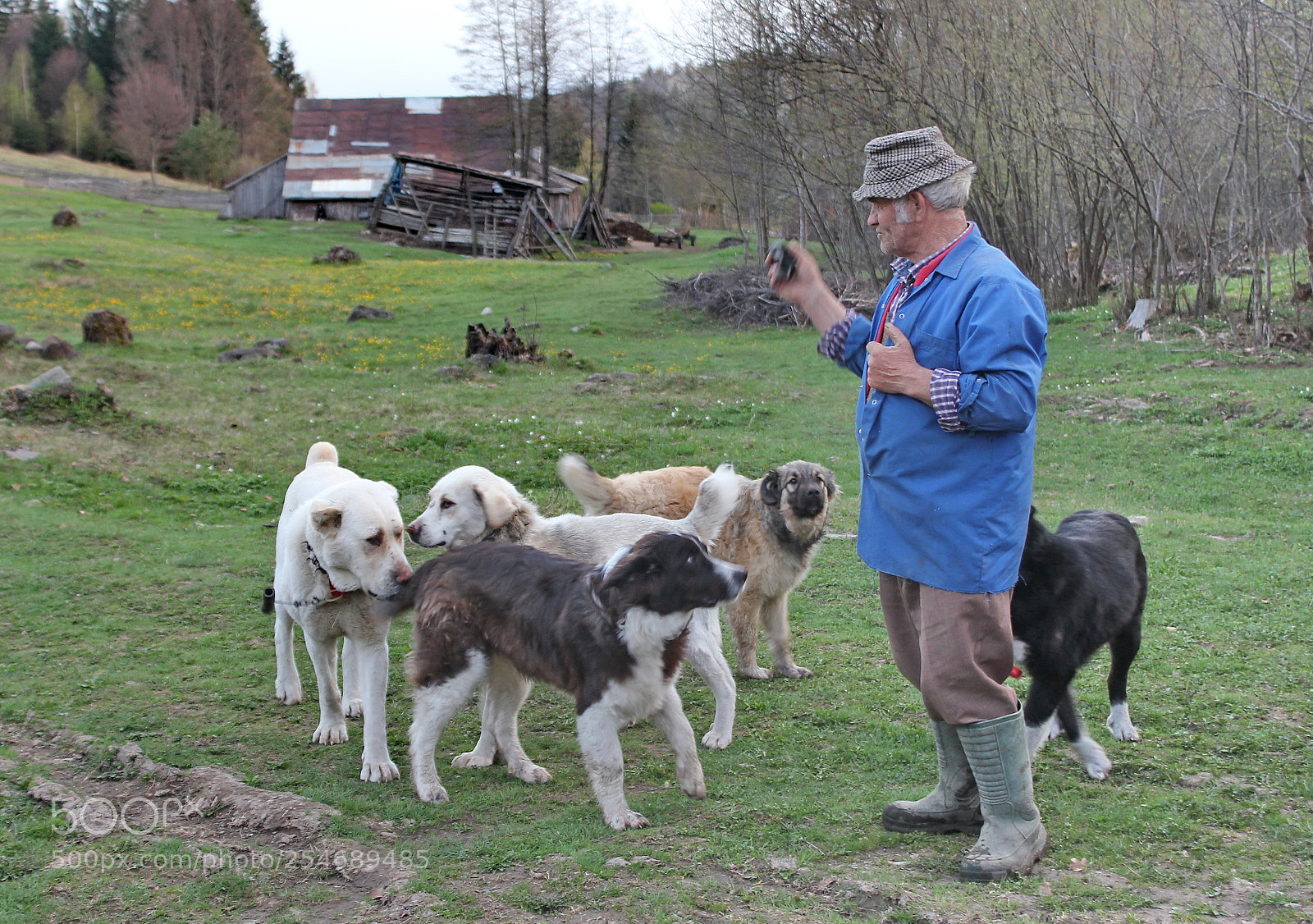 Canon EF-S 18-55mm F3.5-5.6 IS sample photo. Man with dogs photography
