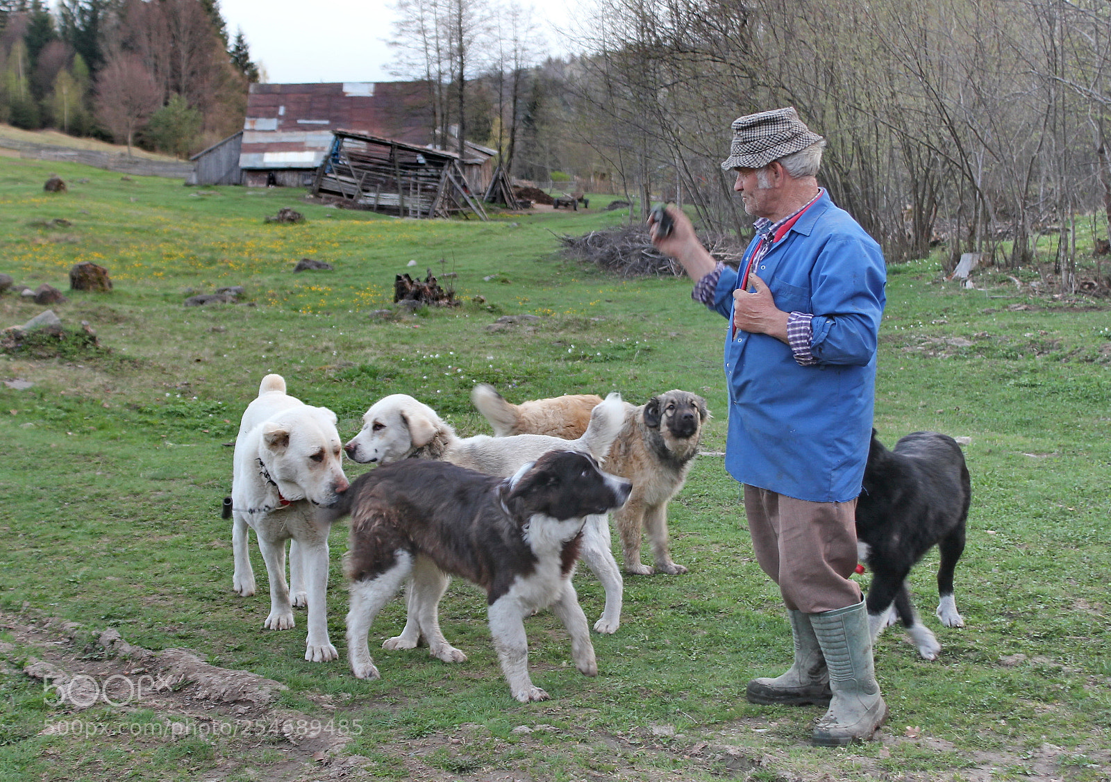 Canon EOS 550D (EOS Rebel T2i / EOS Kiss X4) + Canon EF-S 18-55mm F3.5-5.6 IS sample photo. Man with dogs photography