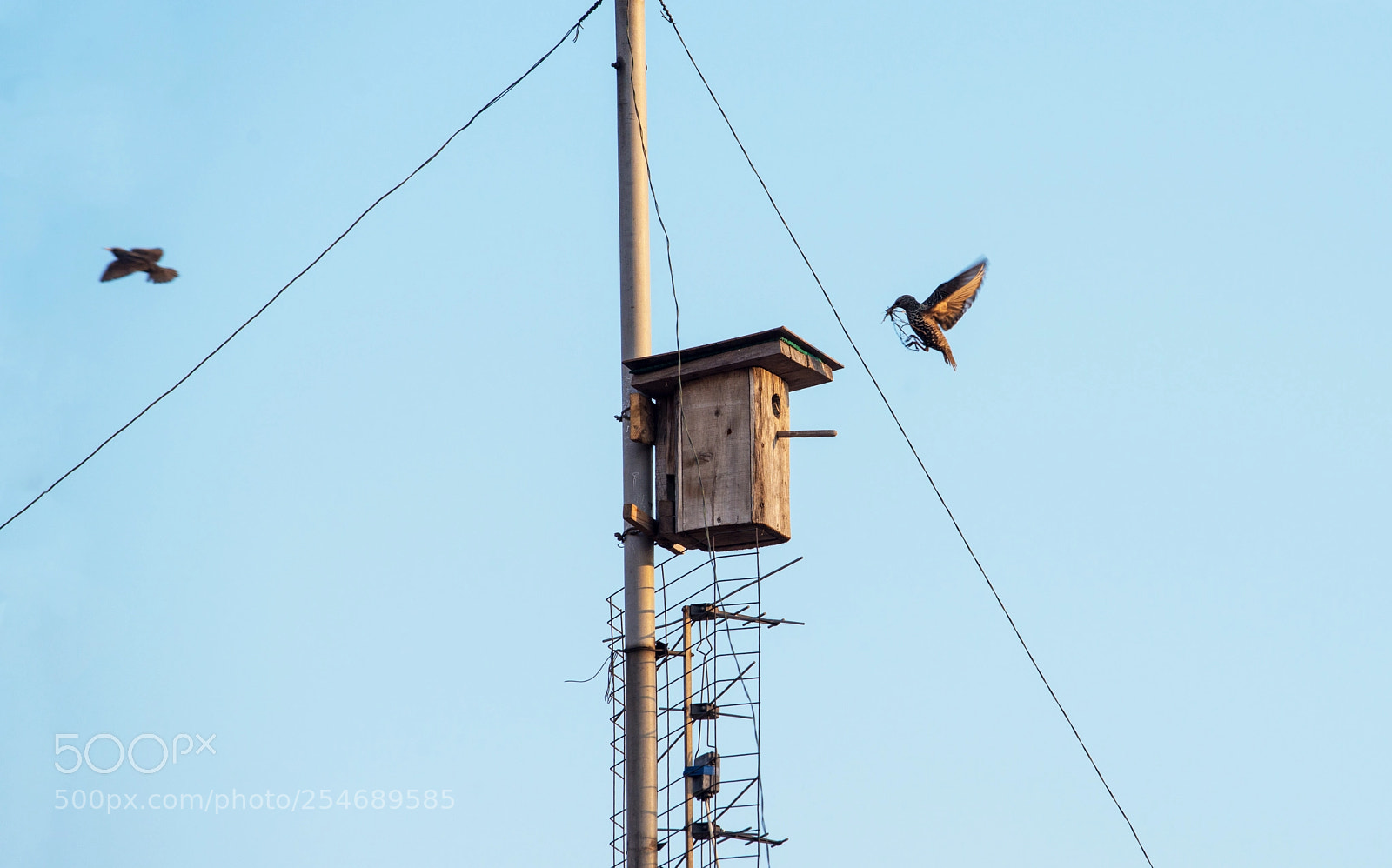 Nikon D800 sample photo. Spring. time to  nest. photography