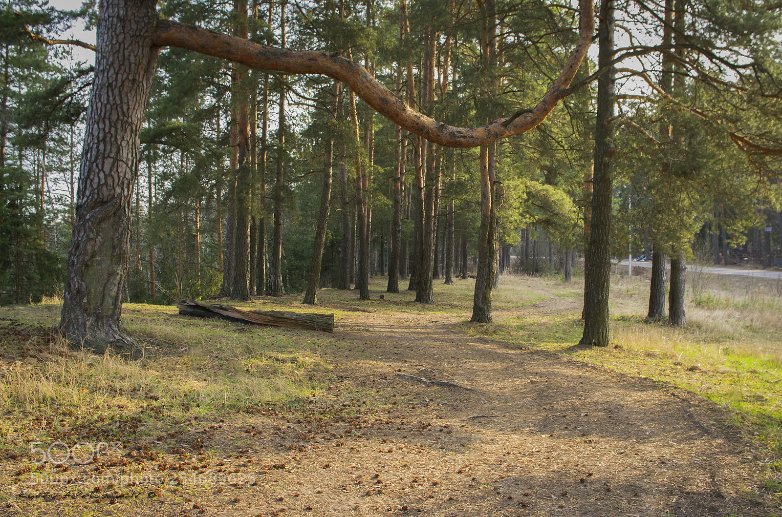 Pentax K20D sample photo. Spring forest (Весенний лес) photography