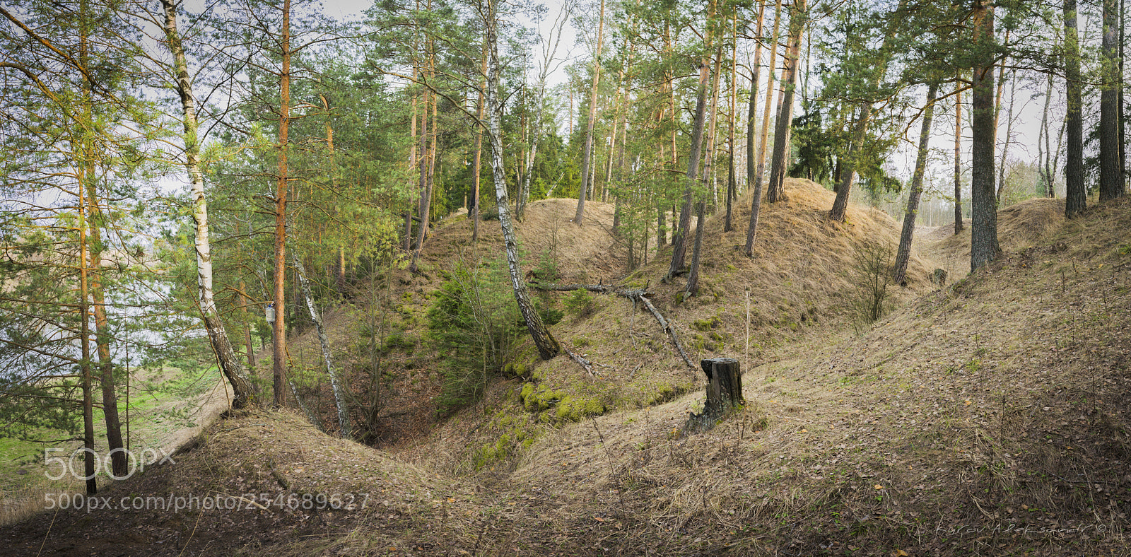 Pentax K20D sample photo. Spring forest (Весенний лес) photography